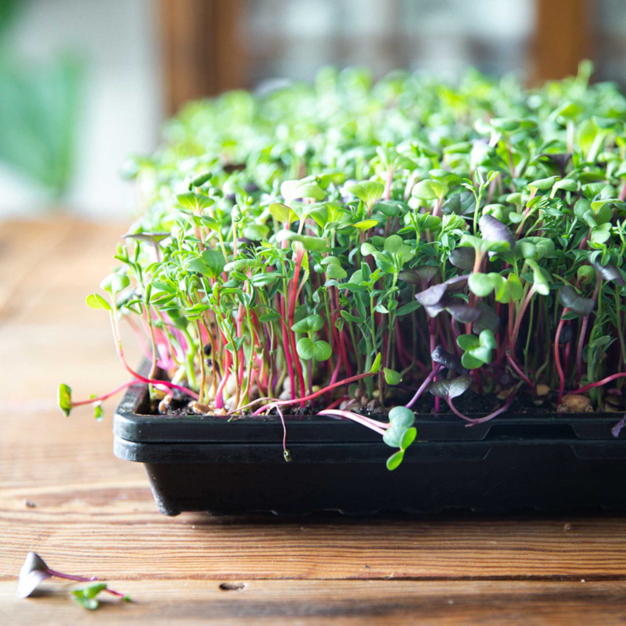 1020 Microgreen Trays | Heavy Duty Shallow 1020 Trays - Image 9