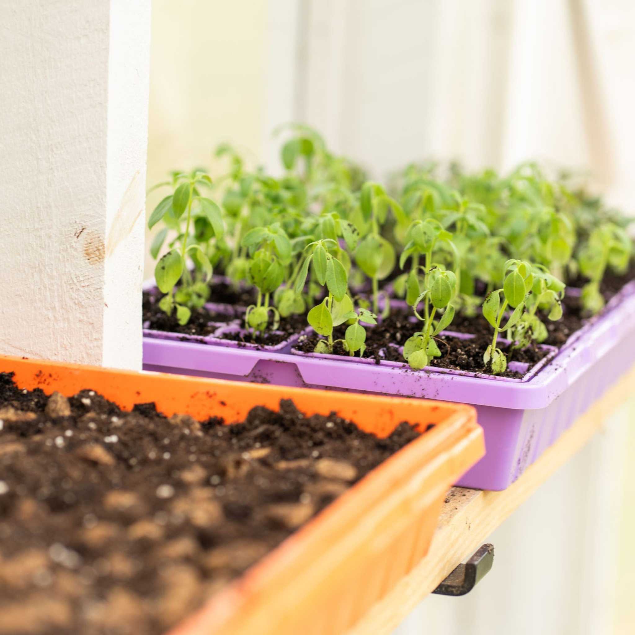 1020 Seed Starting Trays - Colored - Image 16
