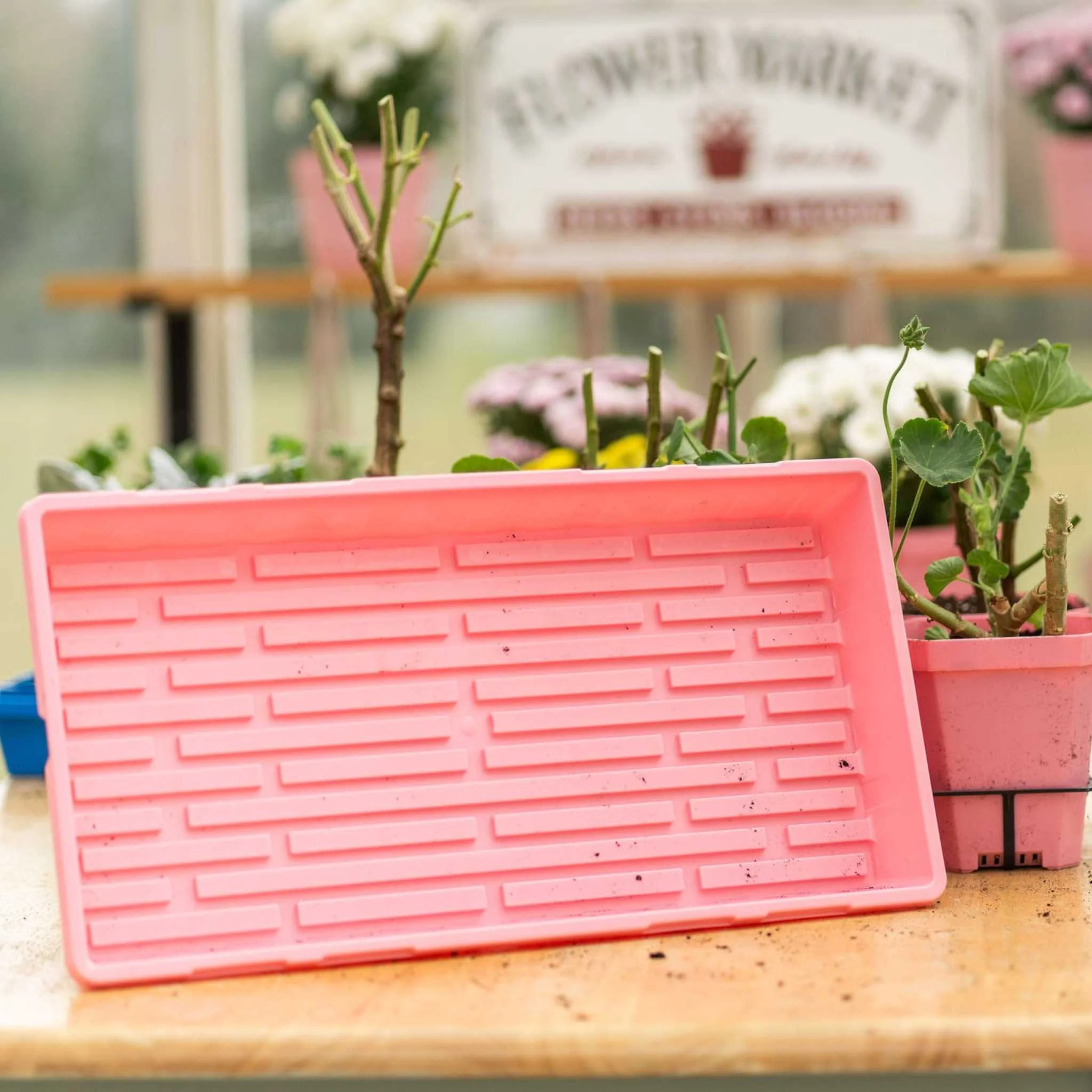 1020 Seed Starting Trays - Colored - Image 3