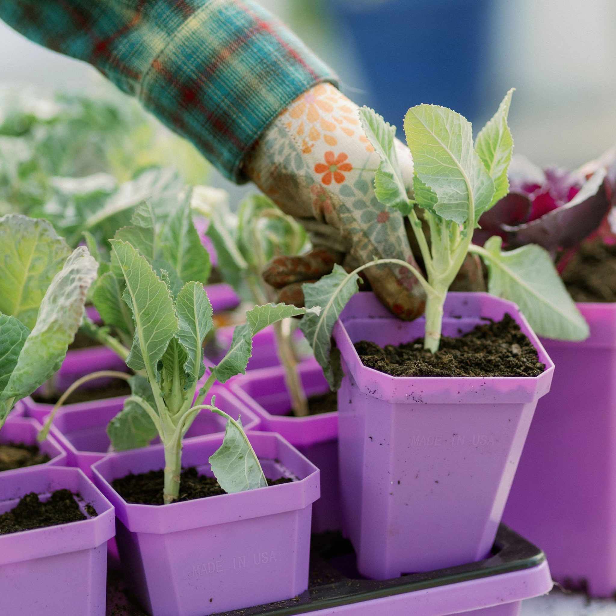 3.3" Heavy Duty Seed Starting Pots - Image 13