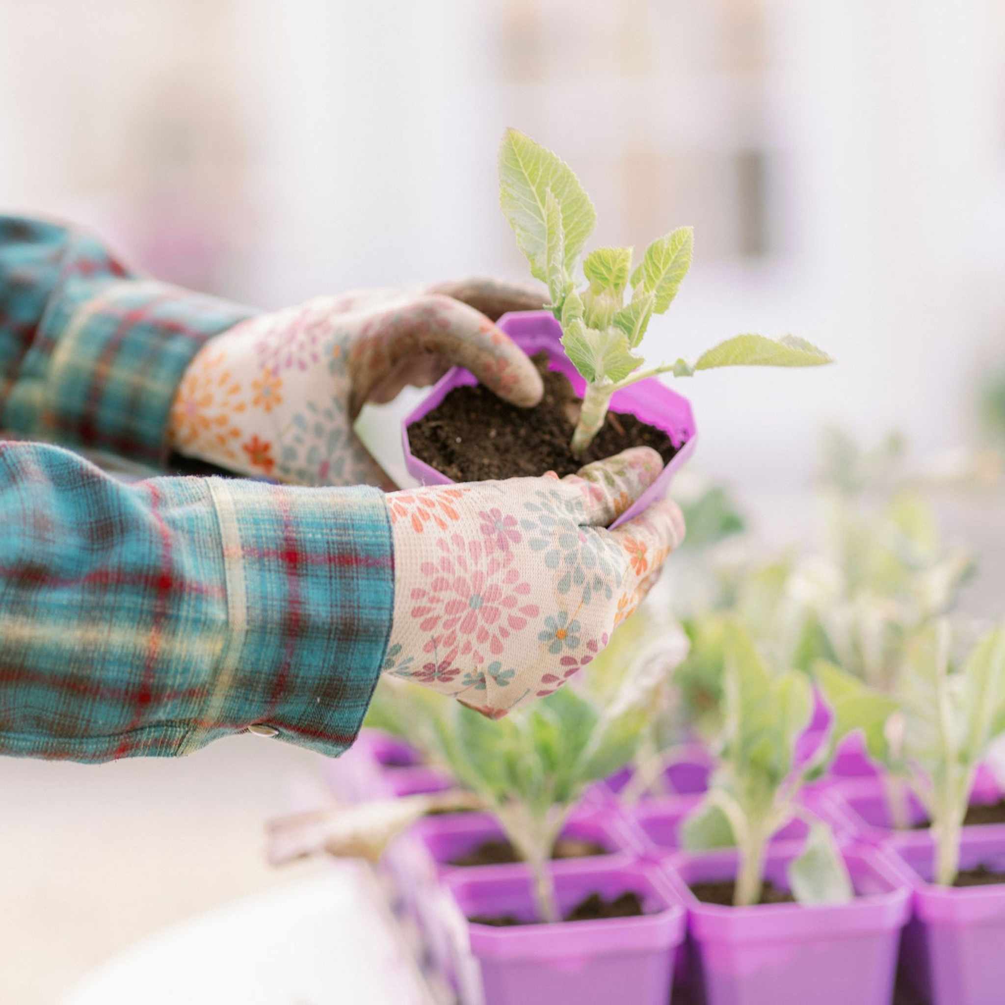 3.3" Heavy Duty Seed Starting Pots with Inserts - Image 14