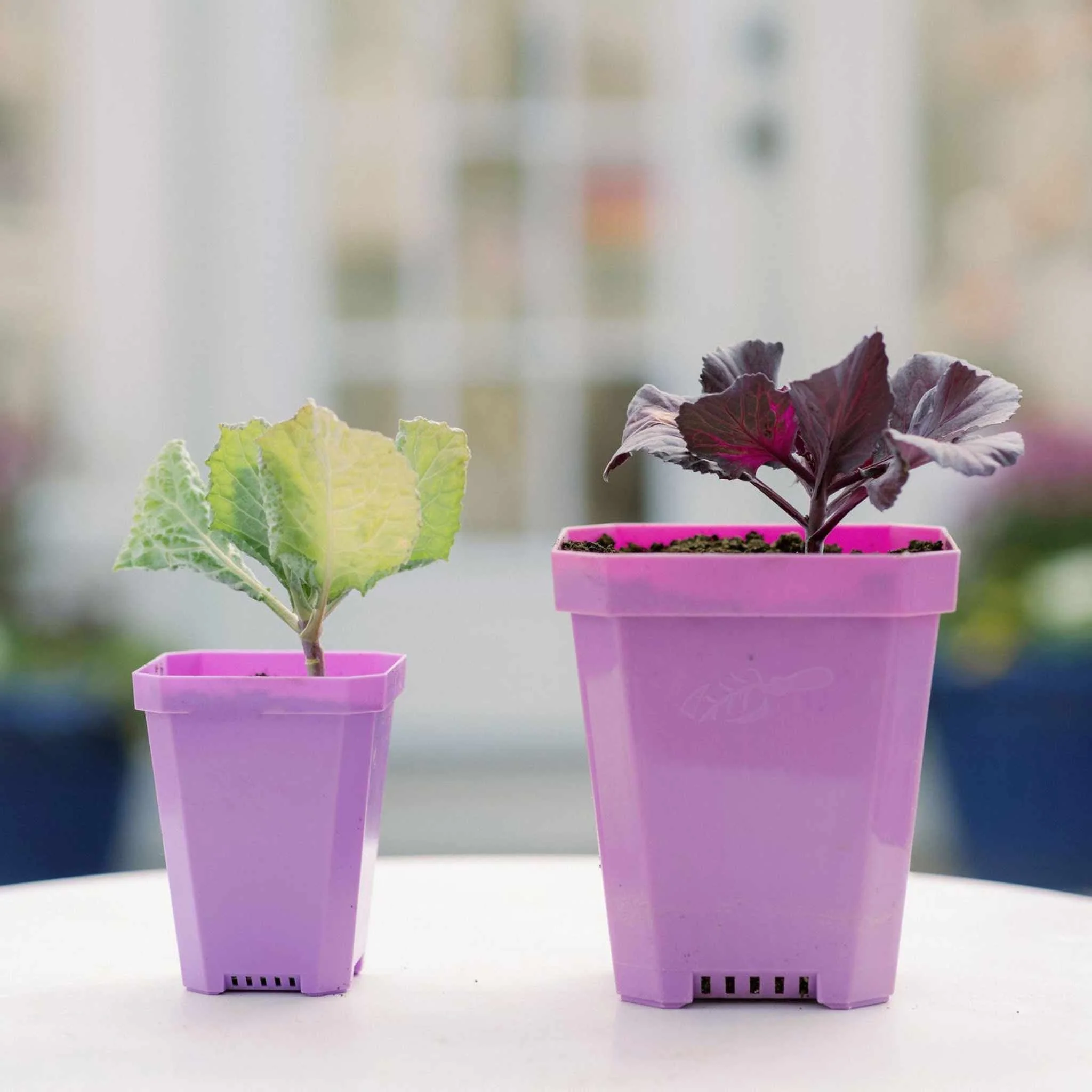 3.3" Heavy Duty Seed Starting Pots with Inserts - Image 29