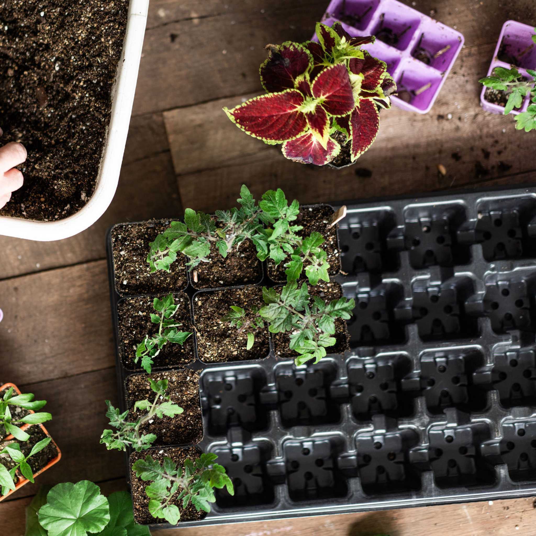 32-Cell Reusable Plant Starter Trays with Inserts - Image 2