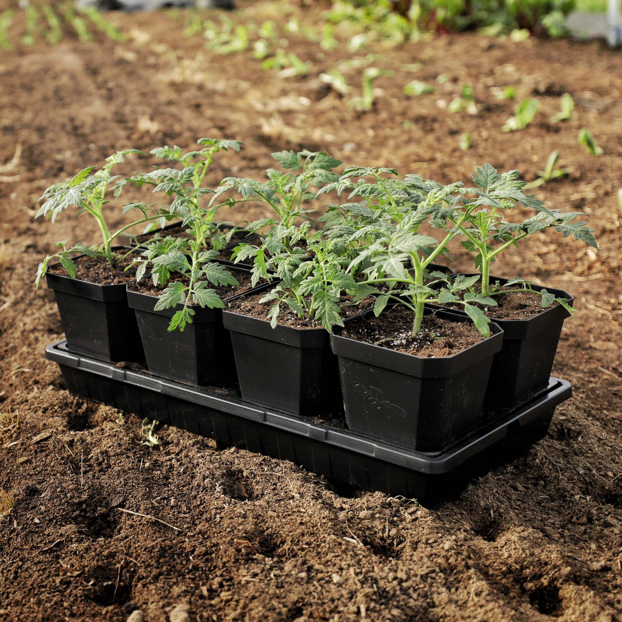 5" Heavy Duty Nursery Pots - Image 31