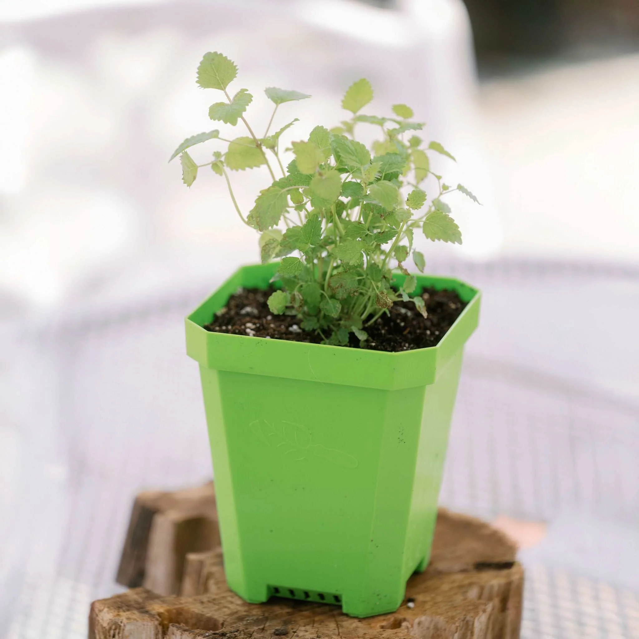 5" Heavy Duty Nursery Pots - Image 6