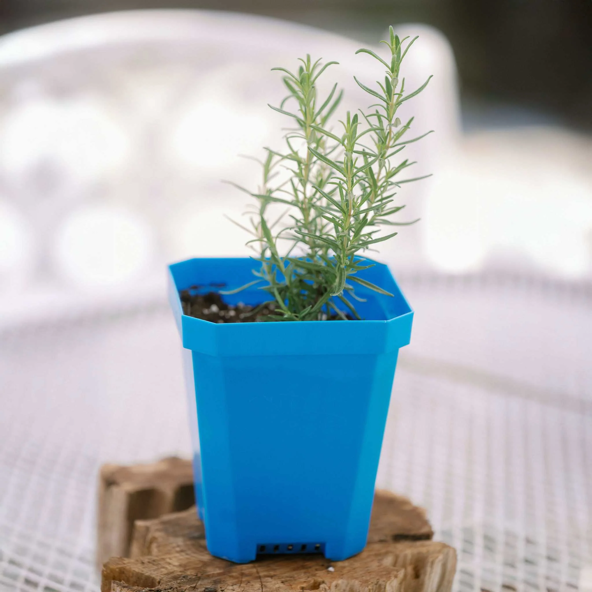 5" Nursery Pots with Insert Tray - Image 16