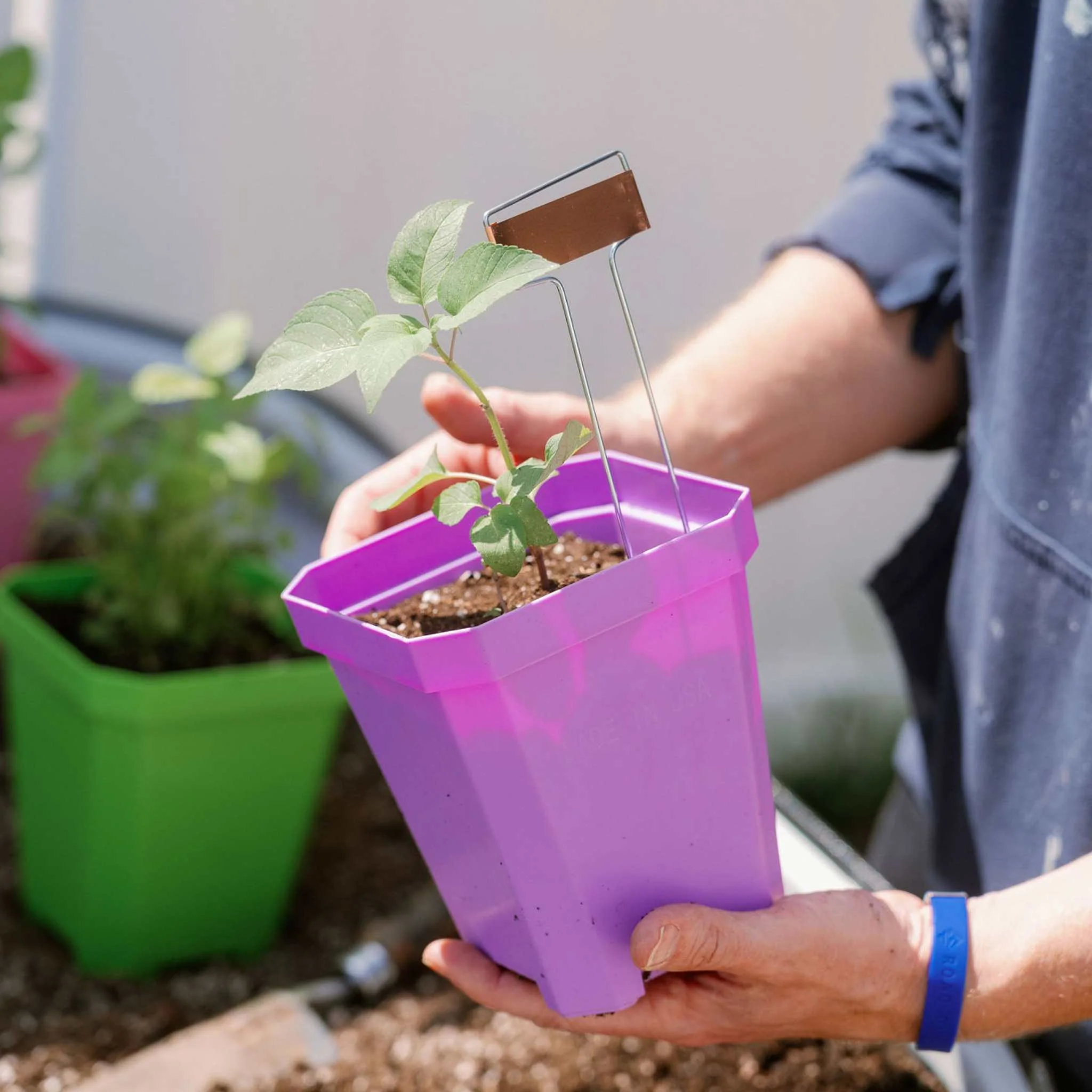 5" Nursery Pots with Insert Tray - Image 20