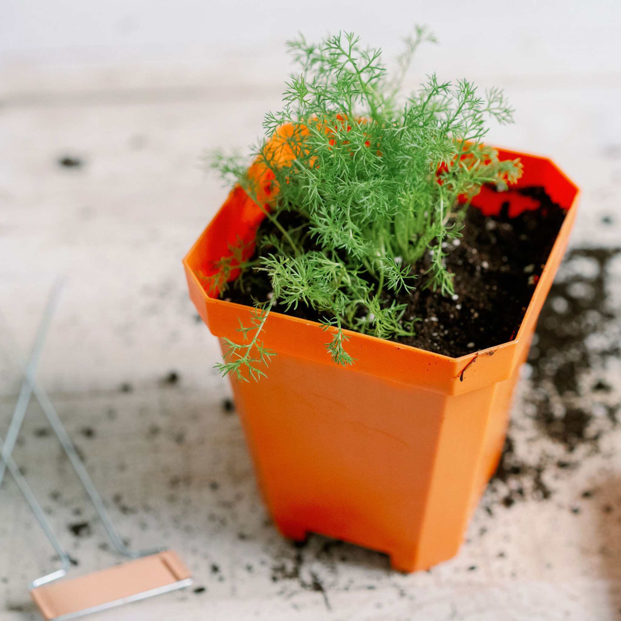5" Nursery Pots with Insert Tray - Image 29