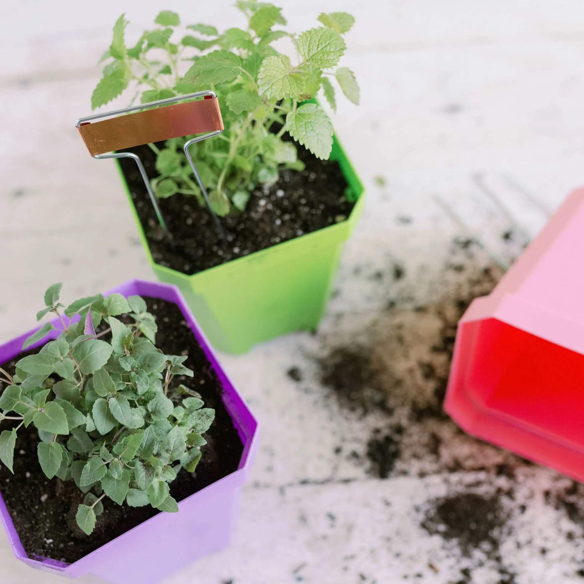 5" Nursery Pots with Insert Tray - Image 3