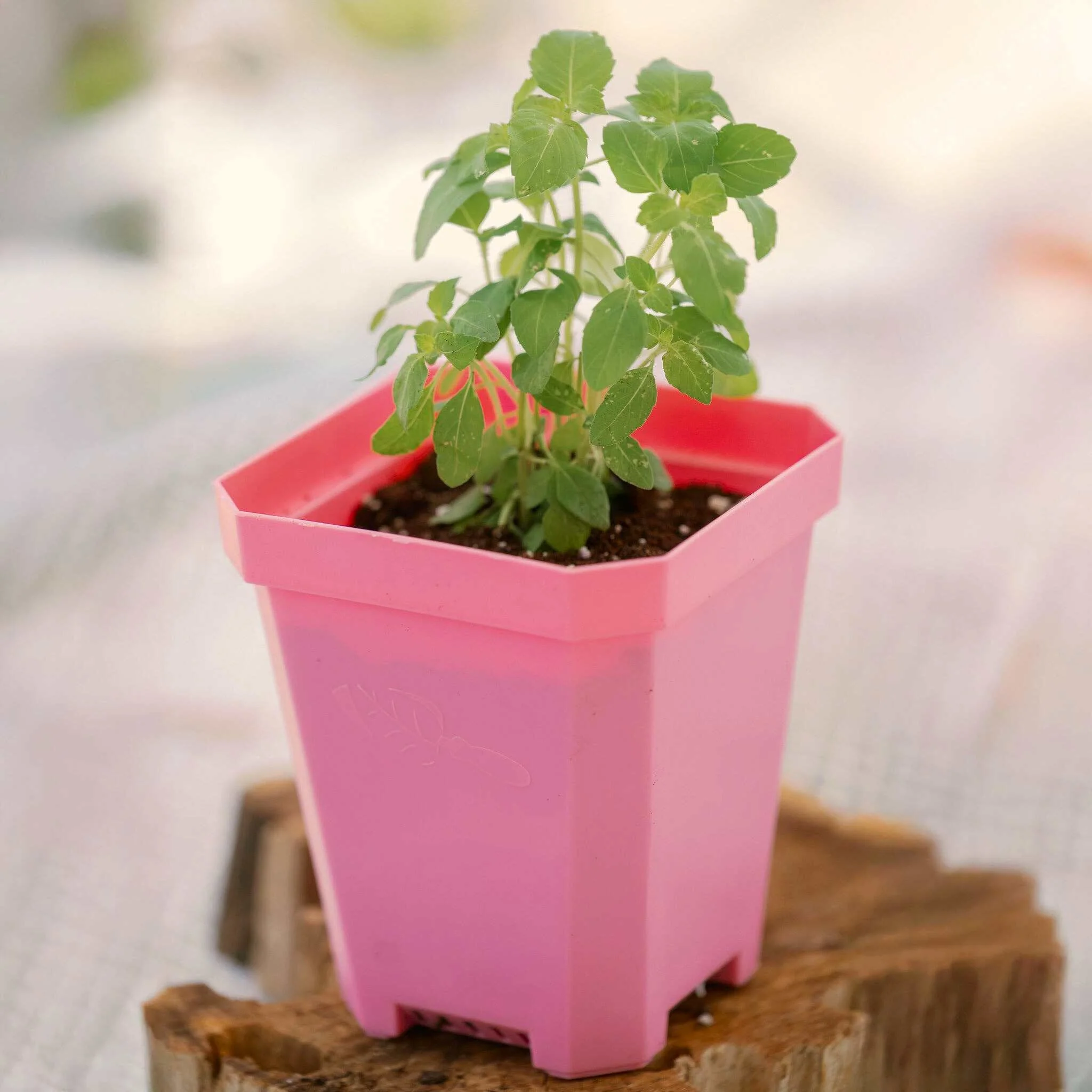 5" Nursery Pots with Insert Tray - Image 30