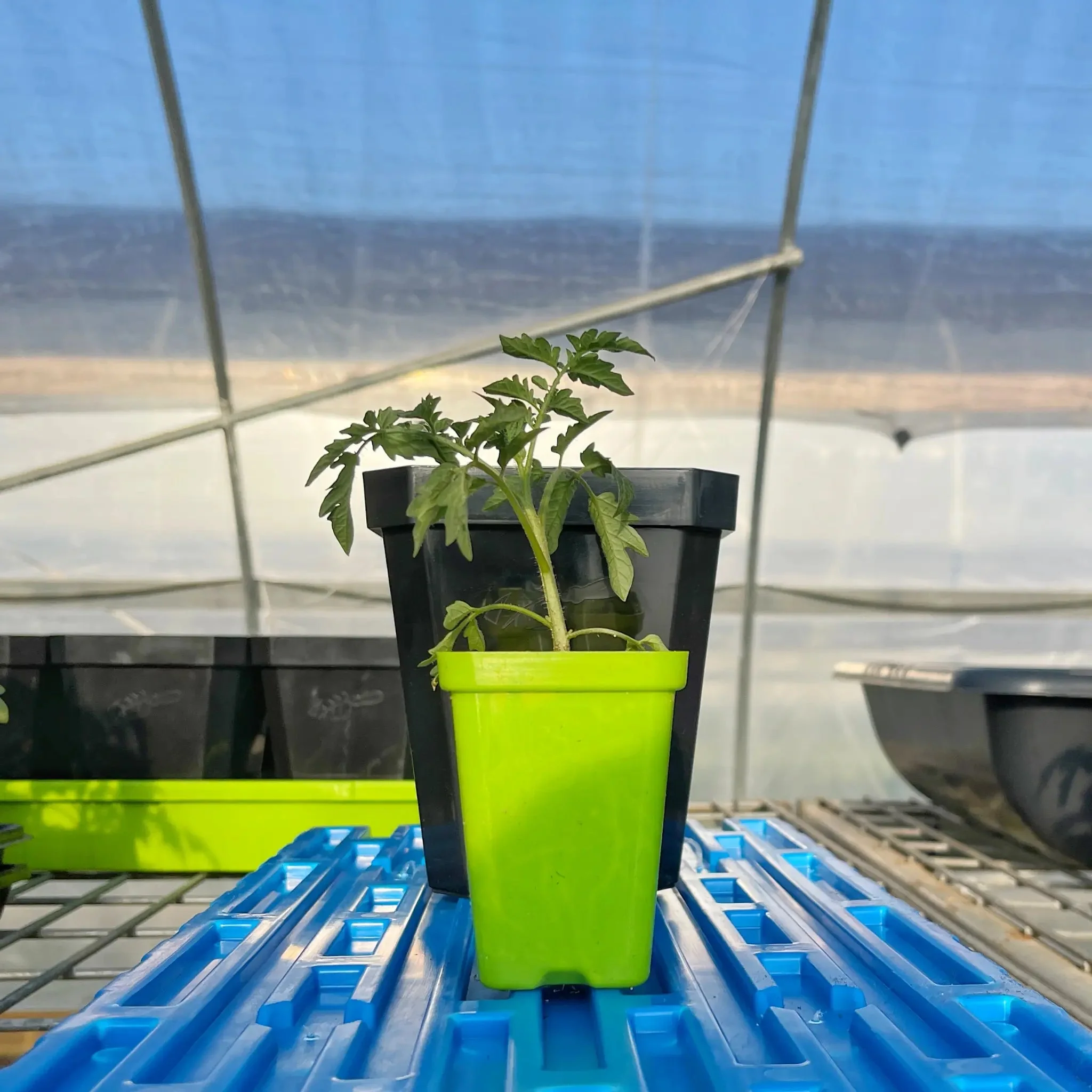 5" Nursery Pots with Insert Tray - Image 36