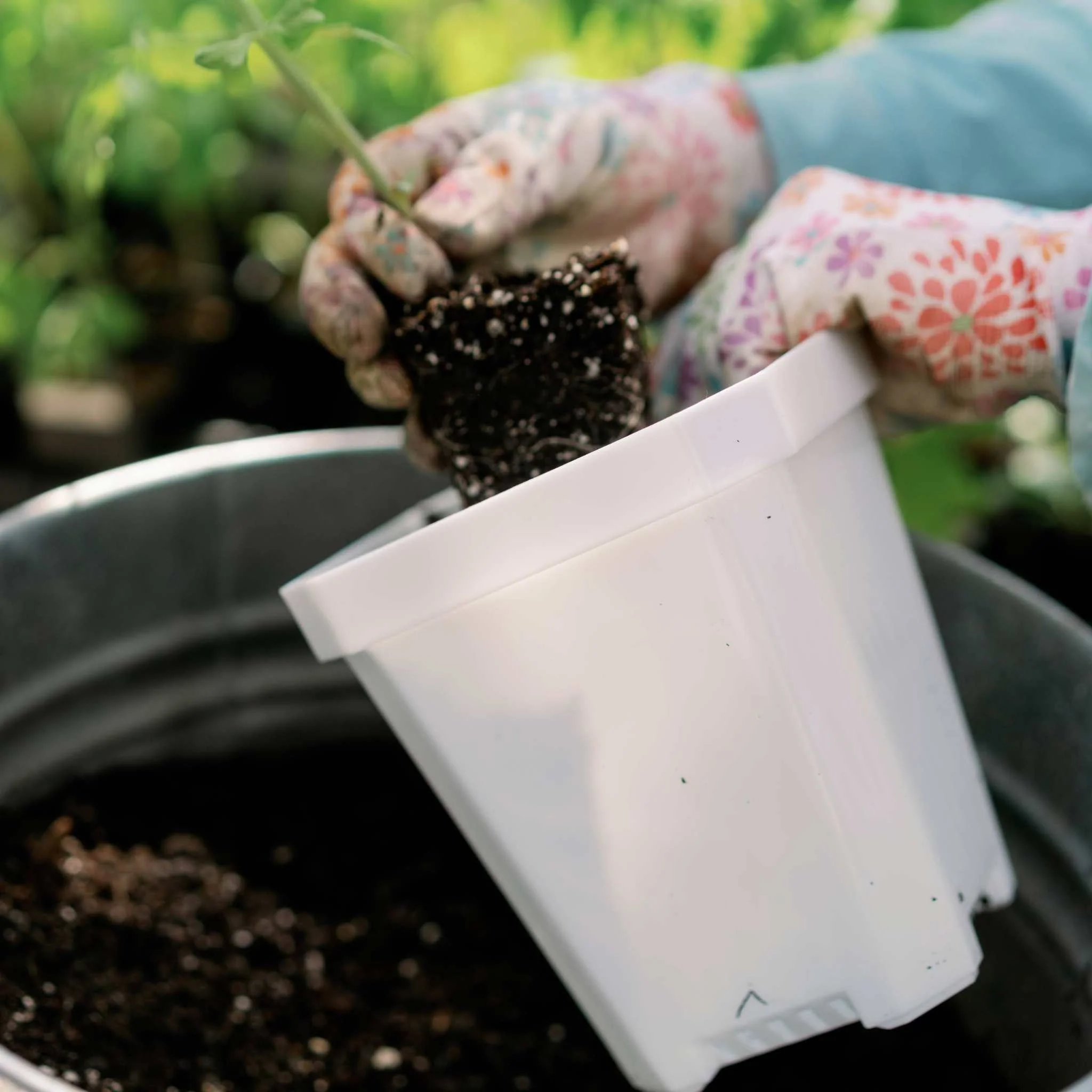 5" Nursery Pots with Insert Tray - Image 8