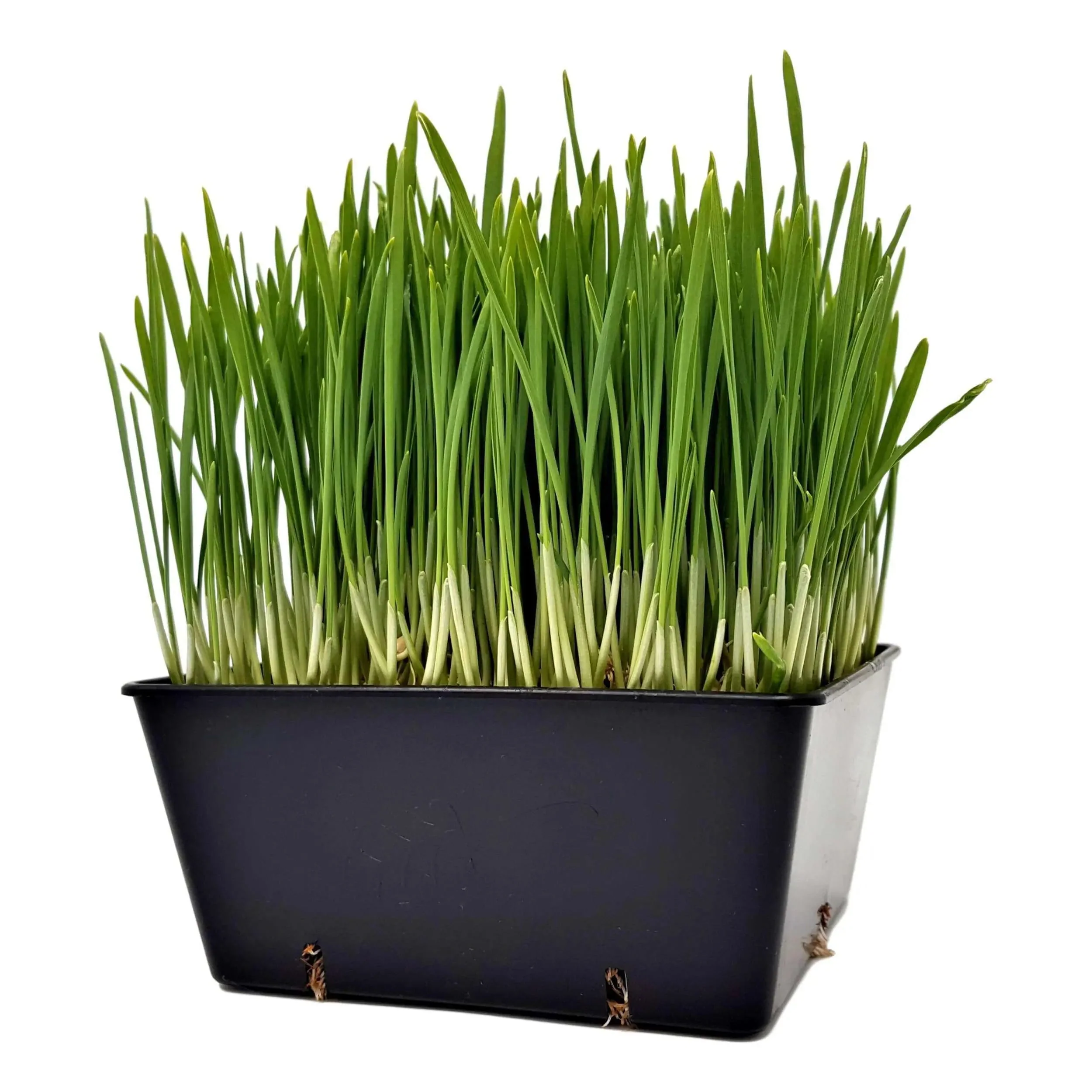 5x5 Grow Trays - Extra Strength Inserts - Image 13