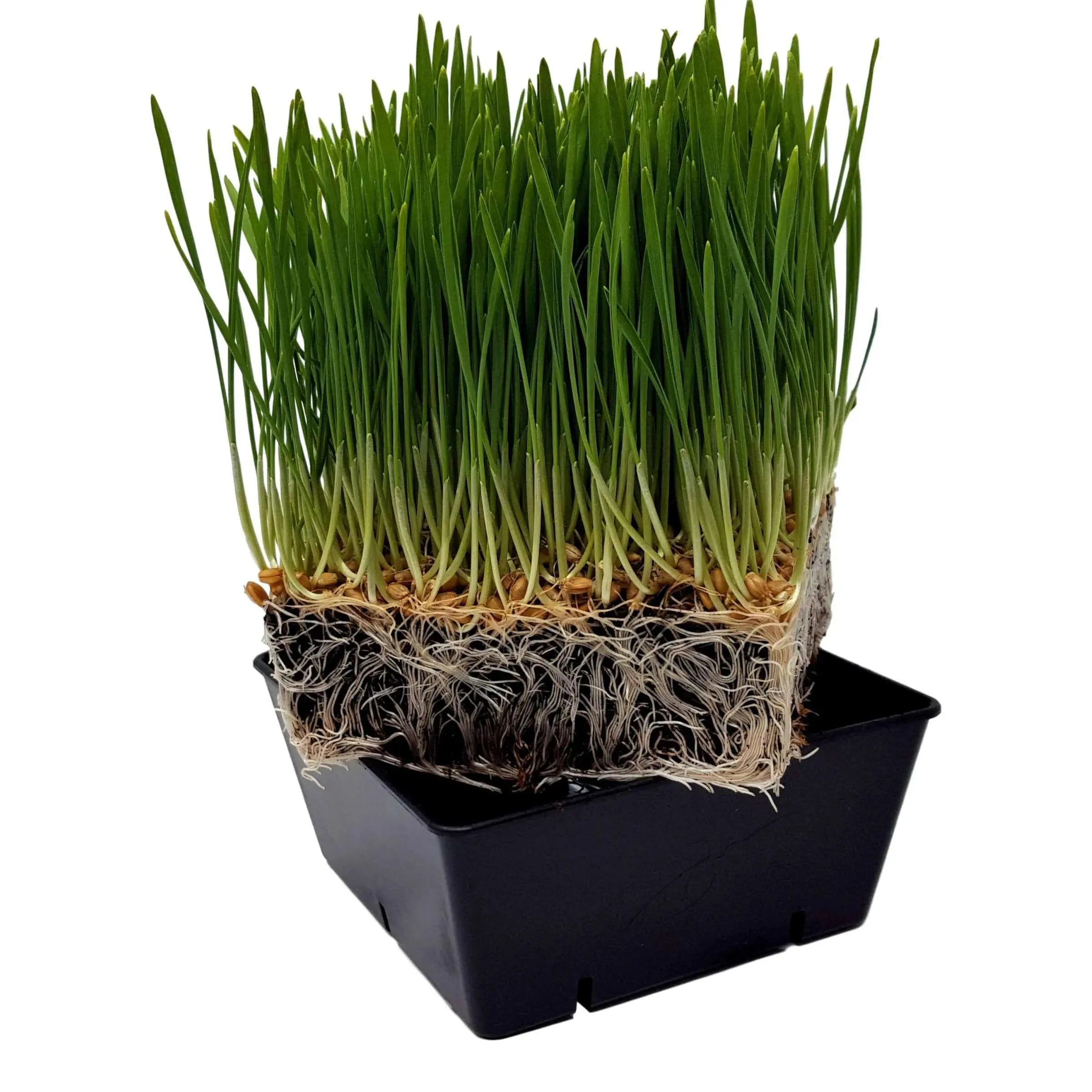 5x5 Grow Trays - Extra Strength Inserts - Image 14