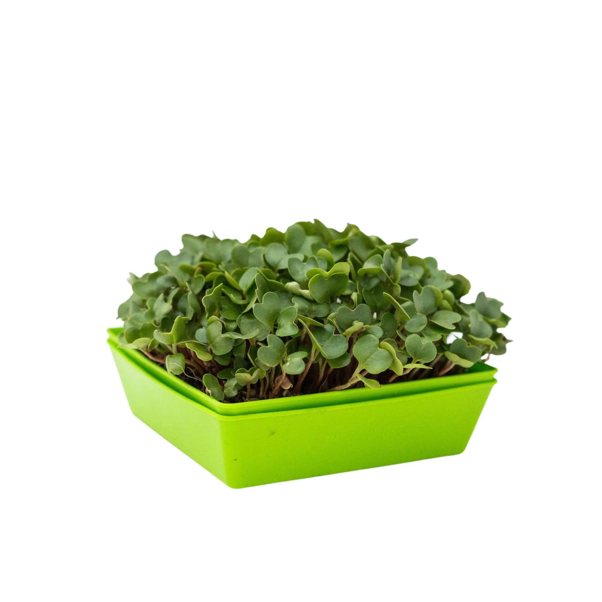 5X5 Shallow Microgreen Trays - Image 10
