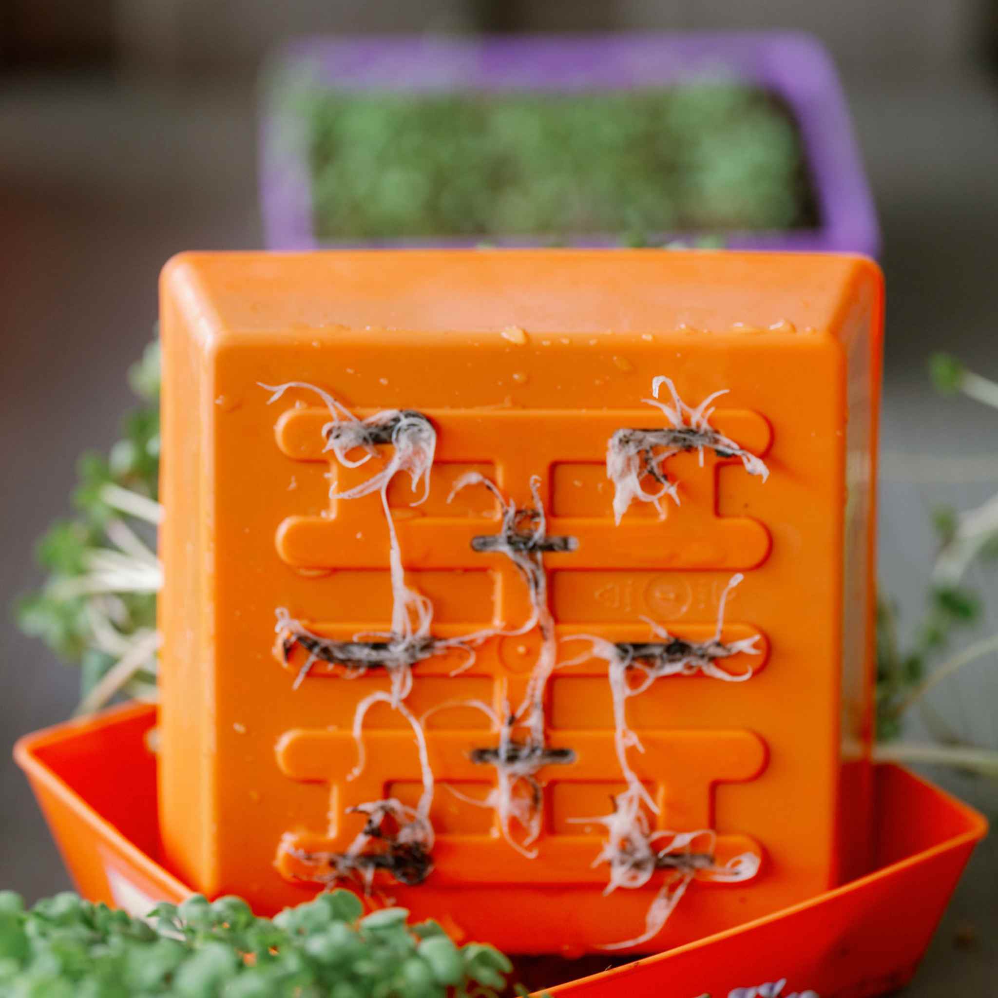 5X5 Shallow Microgreen Trays - Image 13