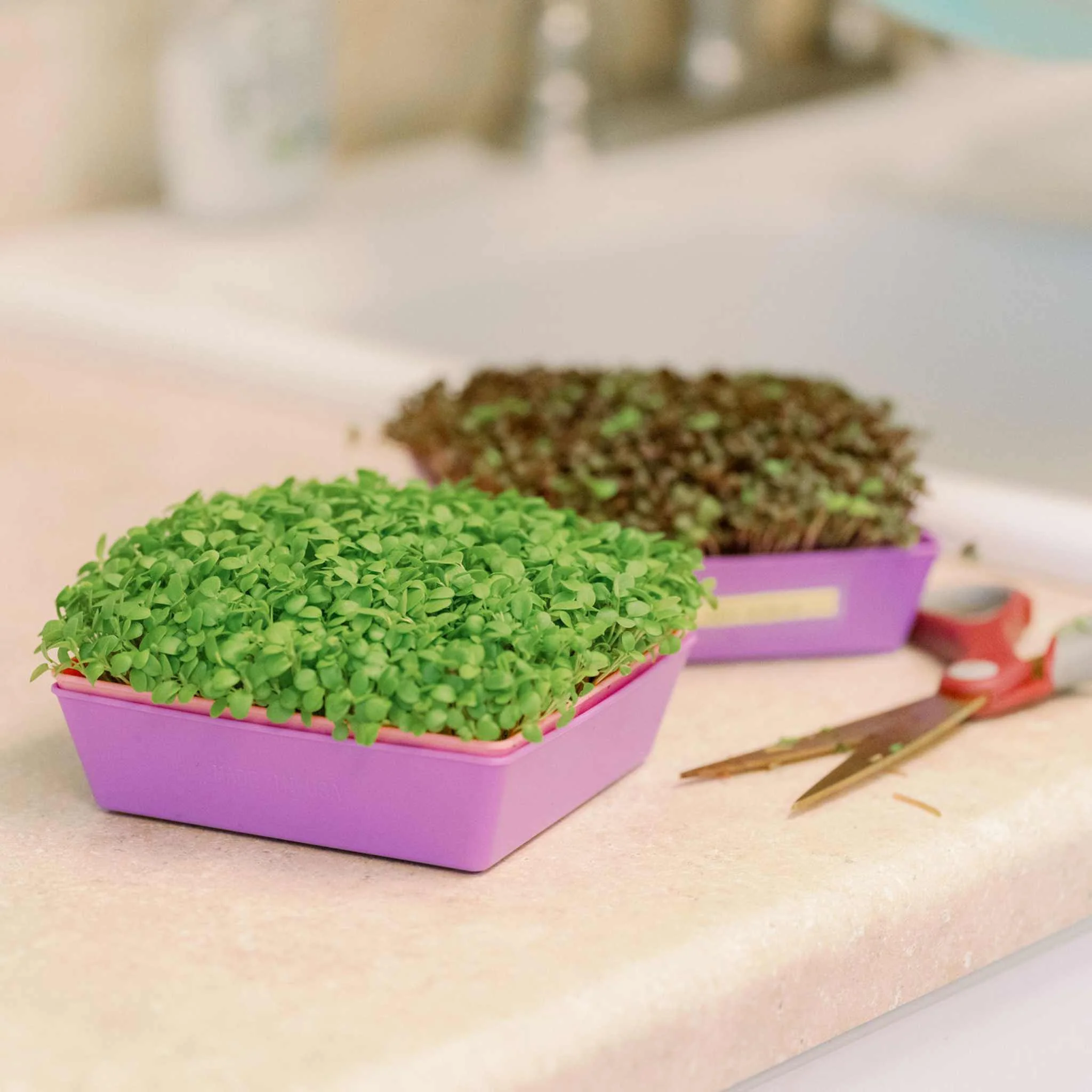 5X5 Shallow Microgreen Trays - Image 16