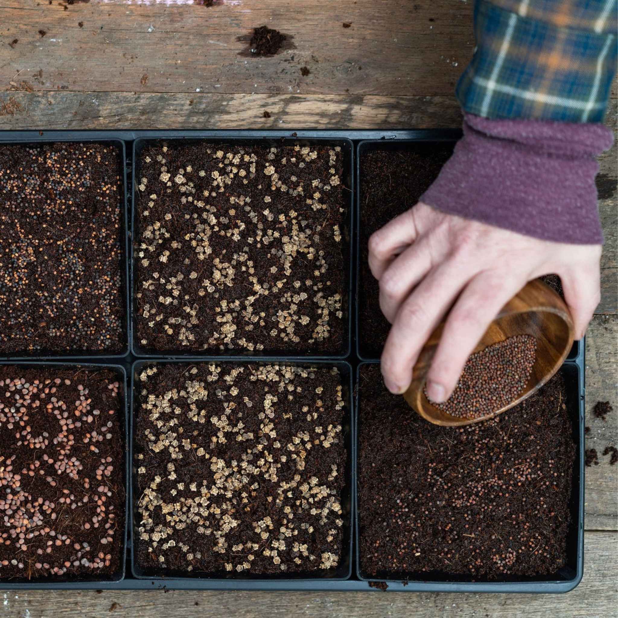 5X5 Shallow Microgreen Trays - Image 19