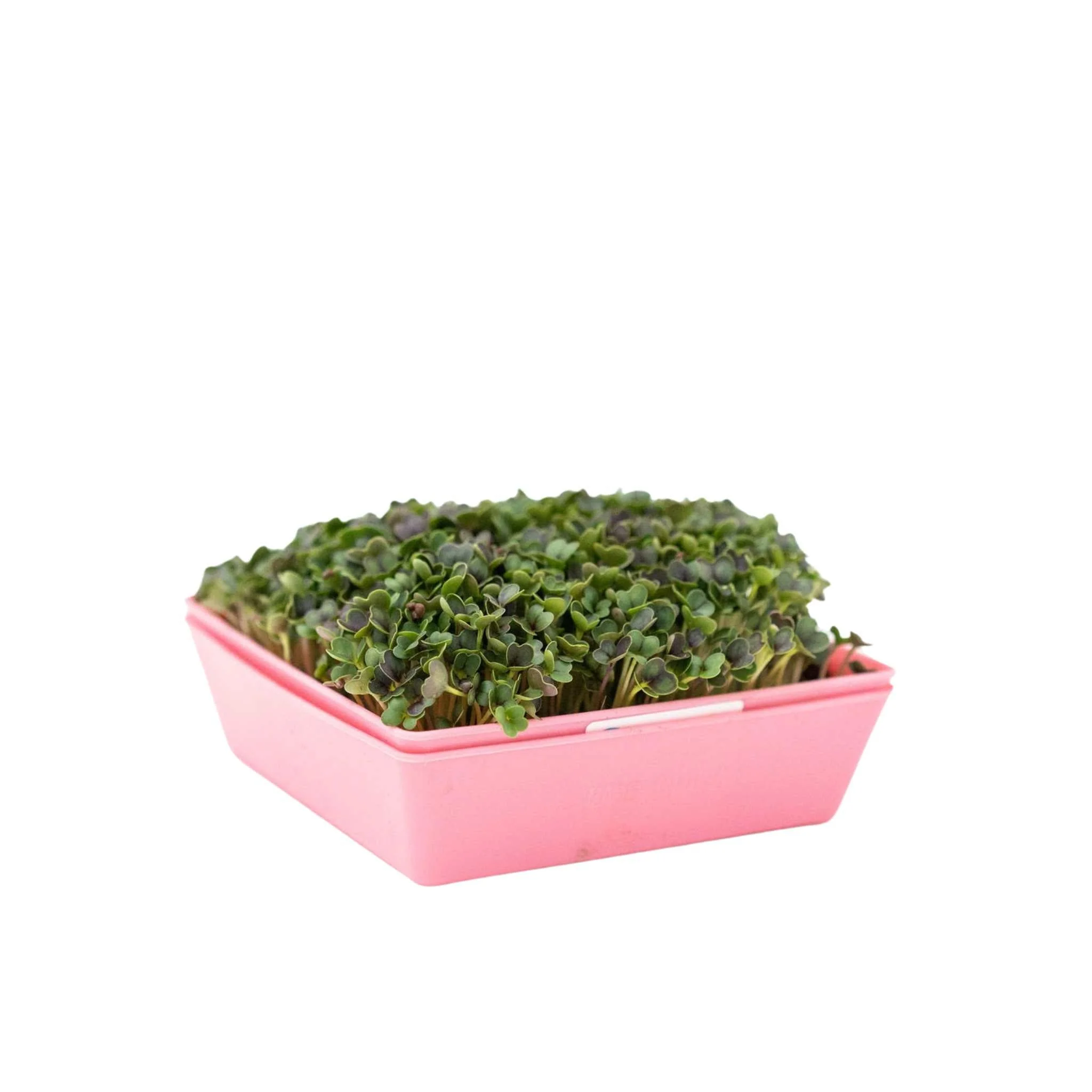 5X5 Shallow Microgreen Trays - Image 4