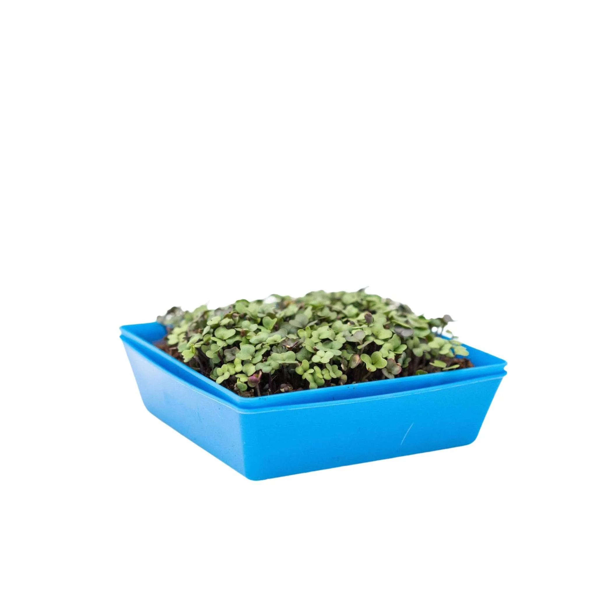 5X5 Shallow Microgreen Trays - Image 7