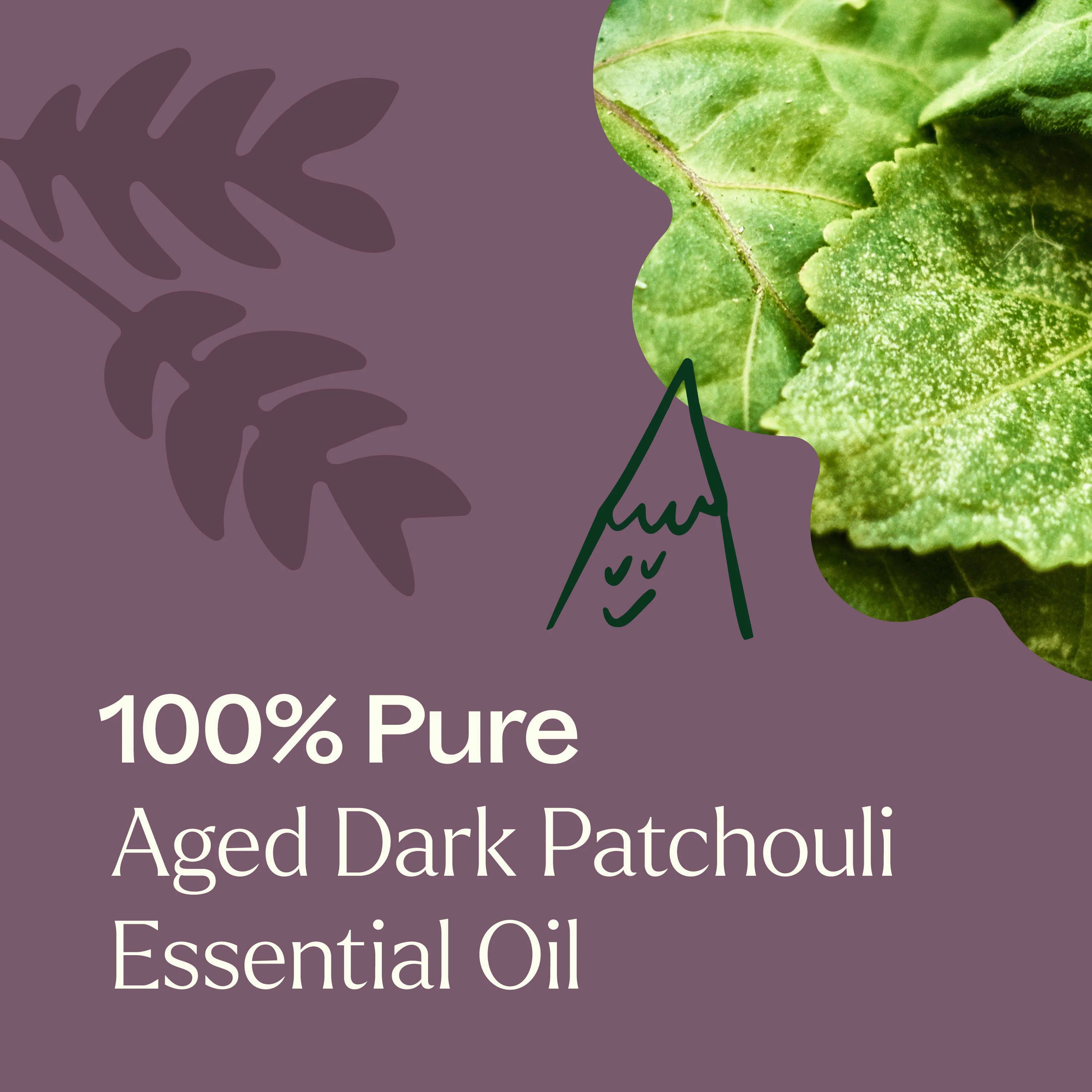 Aged Dark Patchouli Essential Oil - Image 4