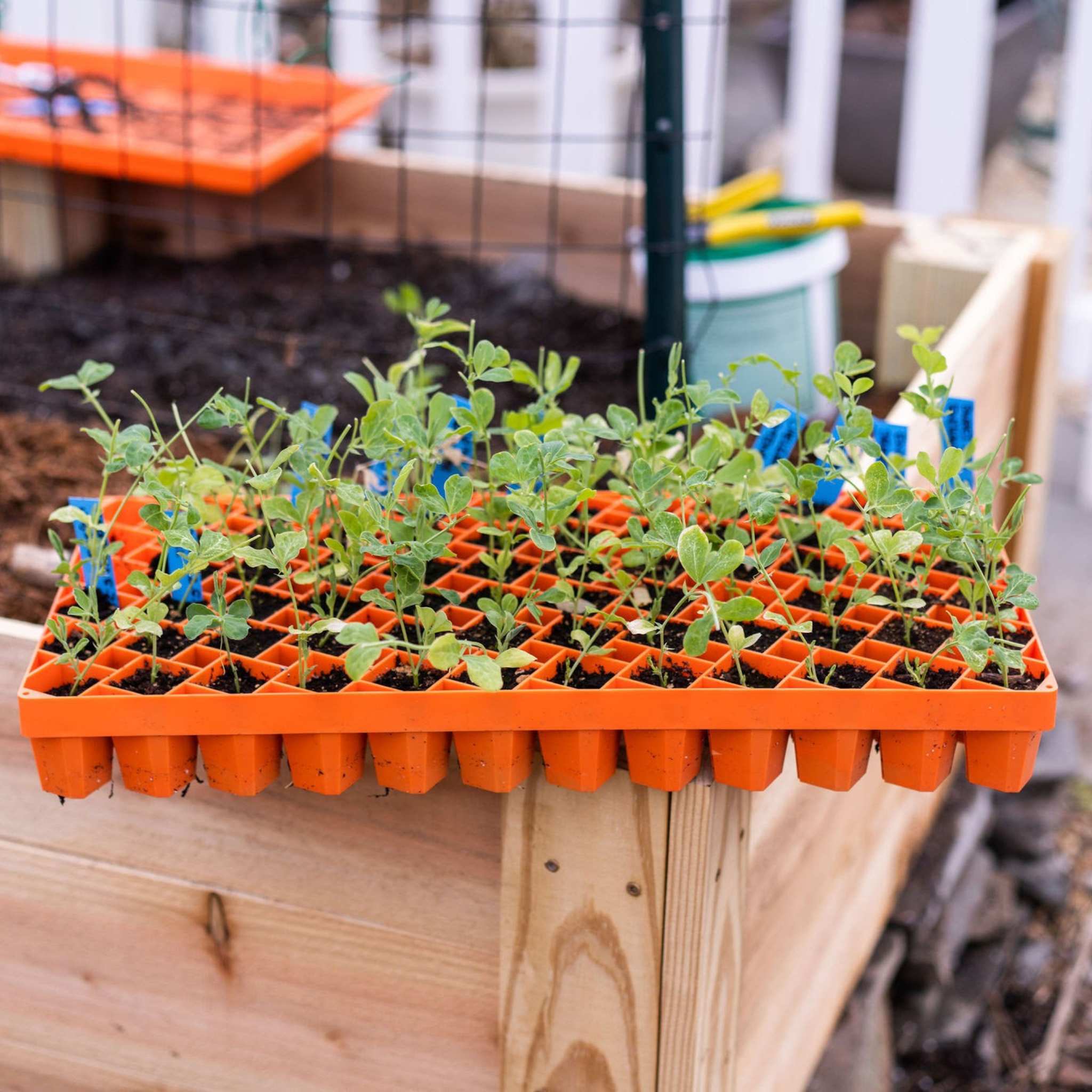 Air Prune Propagation Tray - 72 Cell - Image 10