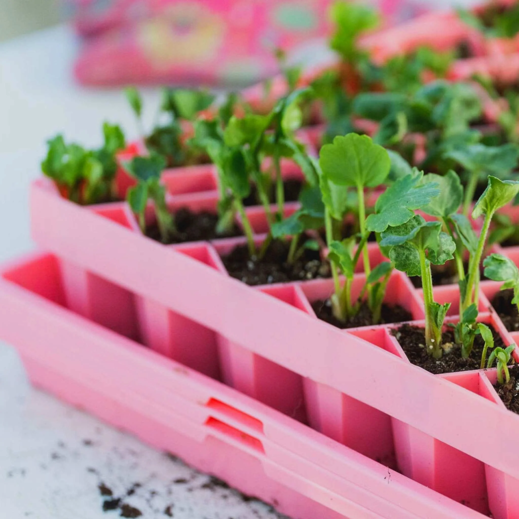 Air Prune Propagation Tray - 72 Cell - Image 17