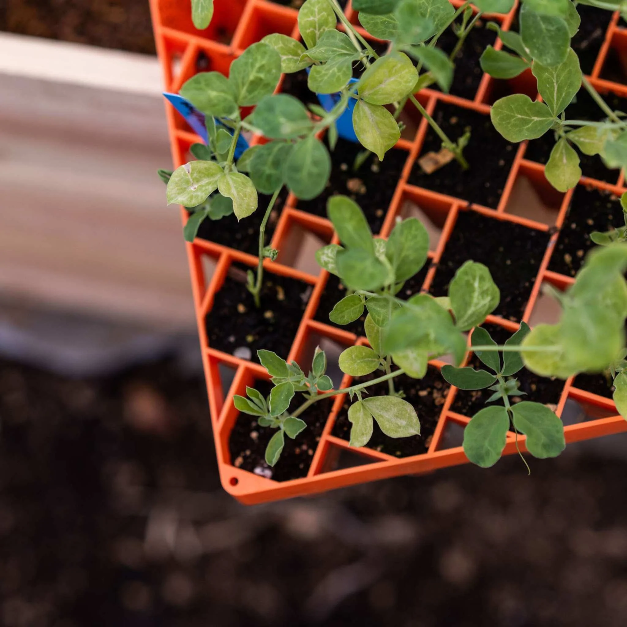 Air Prune Propagation Tray - 72 Cell - Image 8