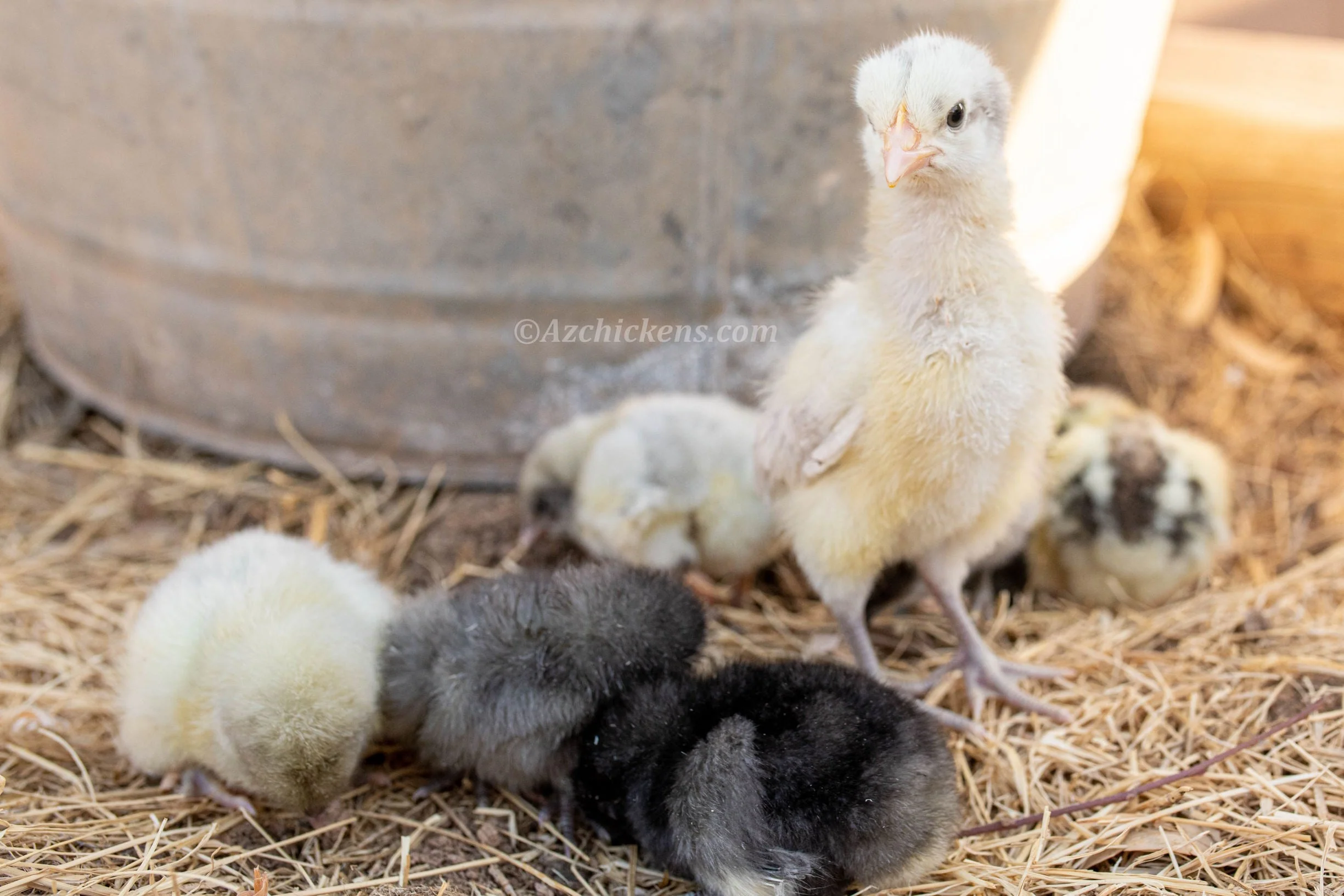 American Bresse Chicks - Assorted Colors - Buy 10 + 5 Bonus Free (Unsexed, Shipping Included) - Image 5