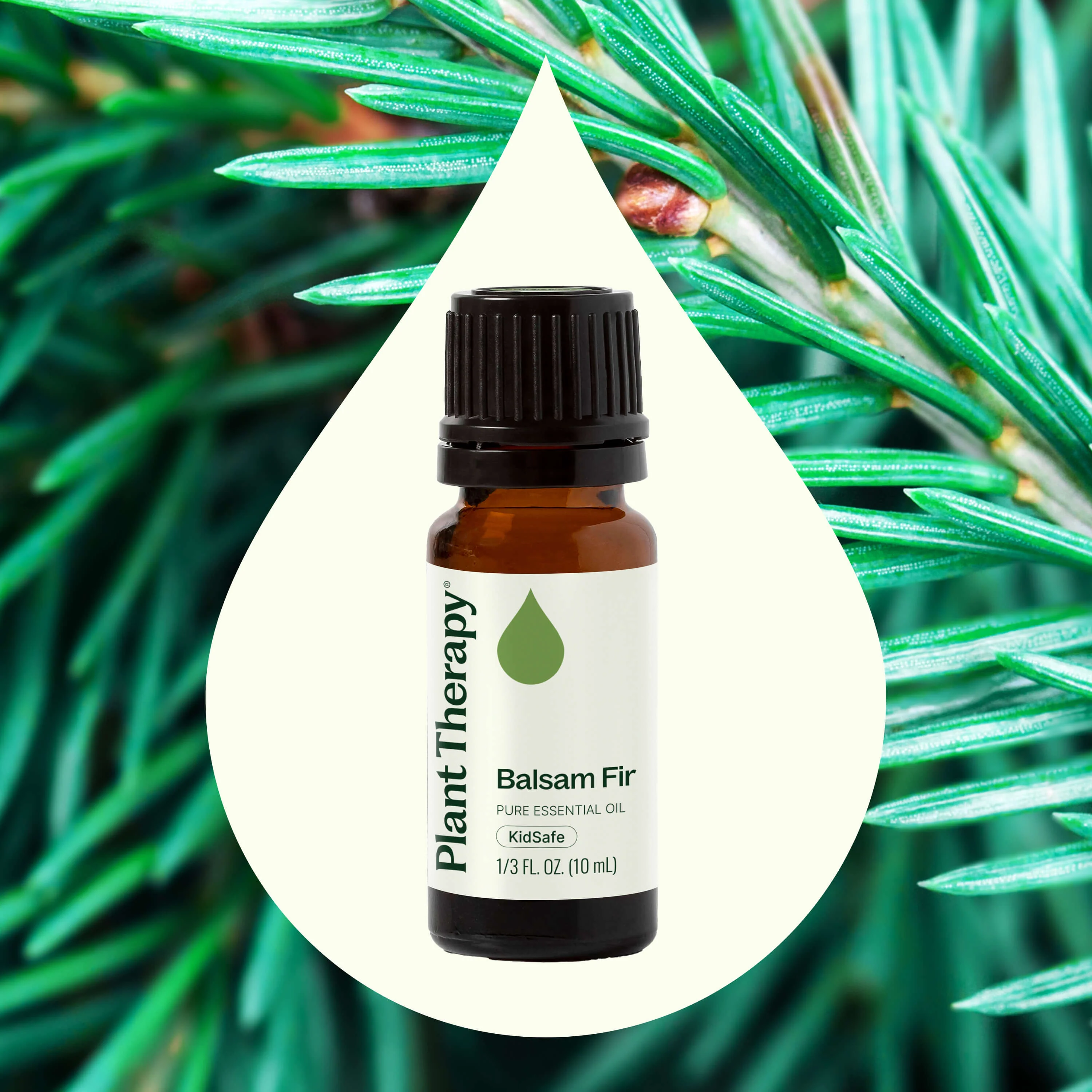Balsam Fir Essential Oil - Image 2