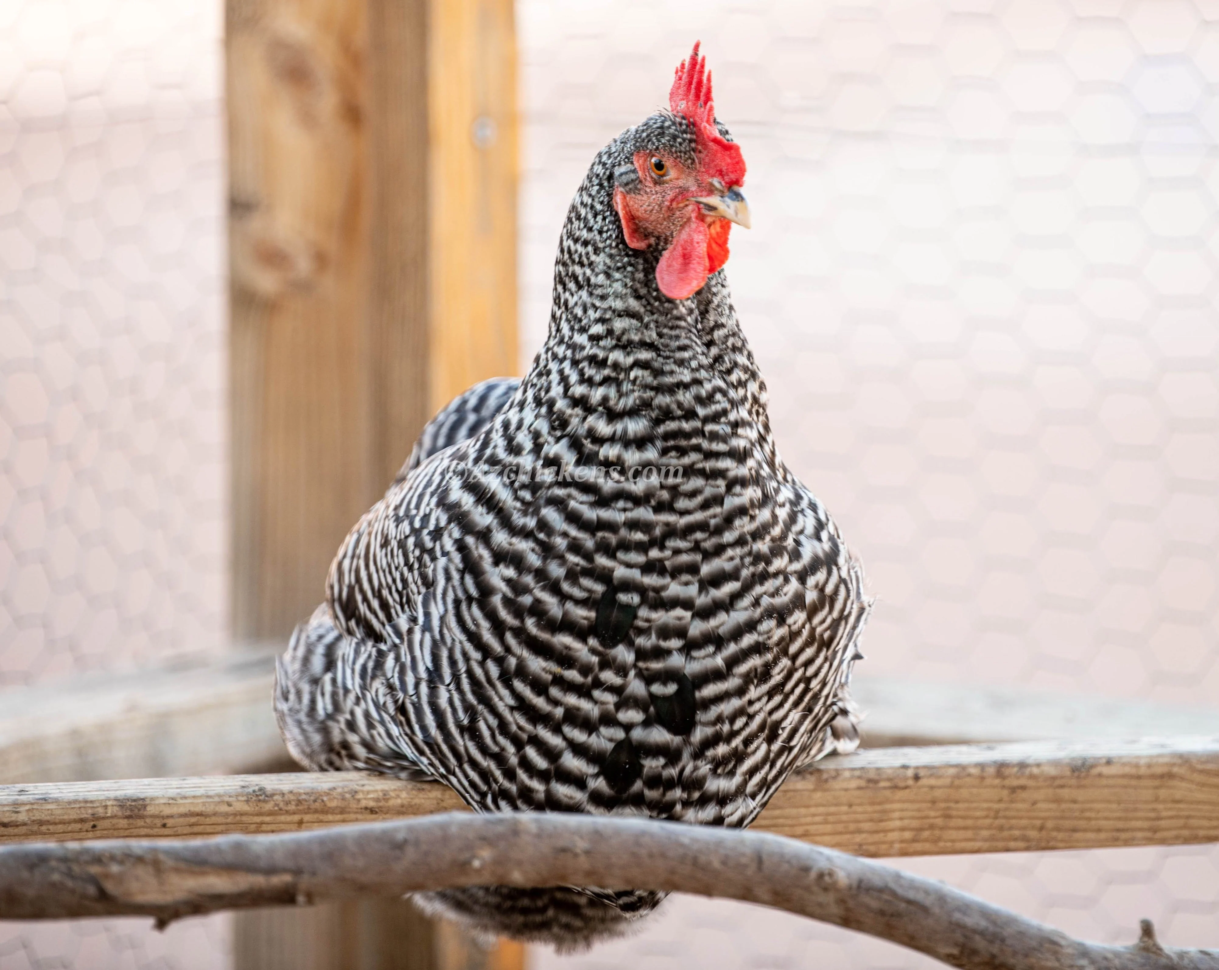 Barred Rock Chicks – Buy 10 + 5 Bonus Free (15 All-Female, Shipping Included) - Image 4