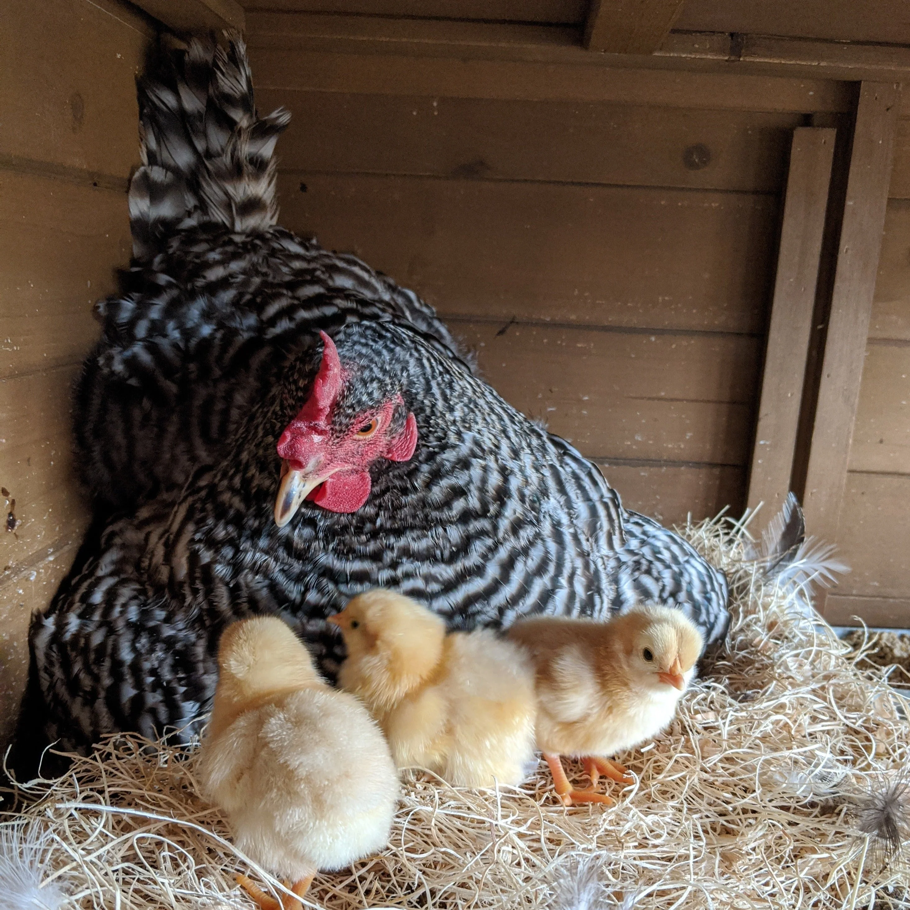 Barred Rock Chicks – Buy 10 + 5 Bonus Free (15 All-Female, Shipping Included) - Image 6