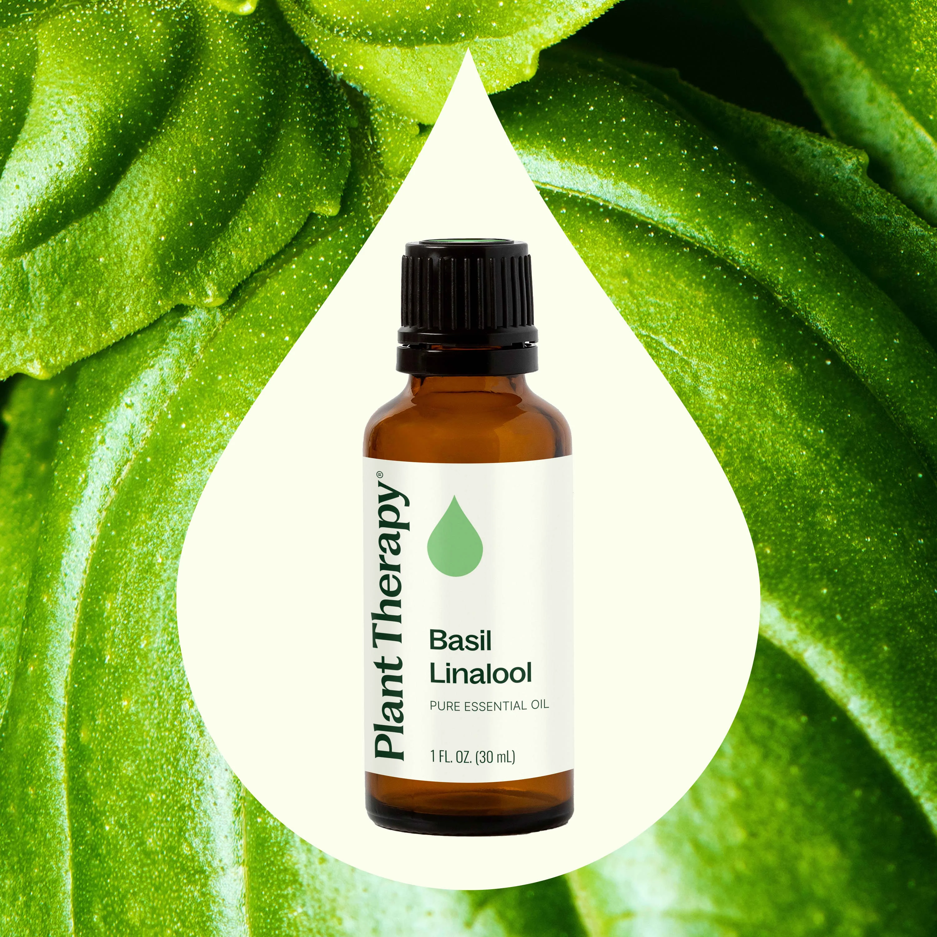 Basil Linalool Essential Oil - Image 2