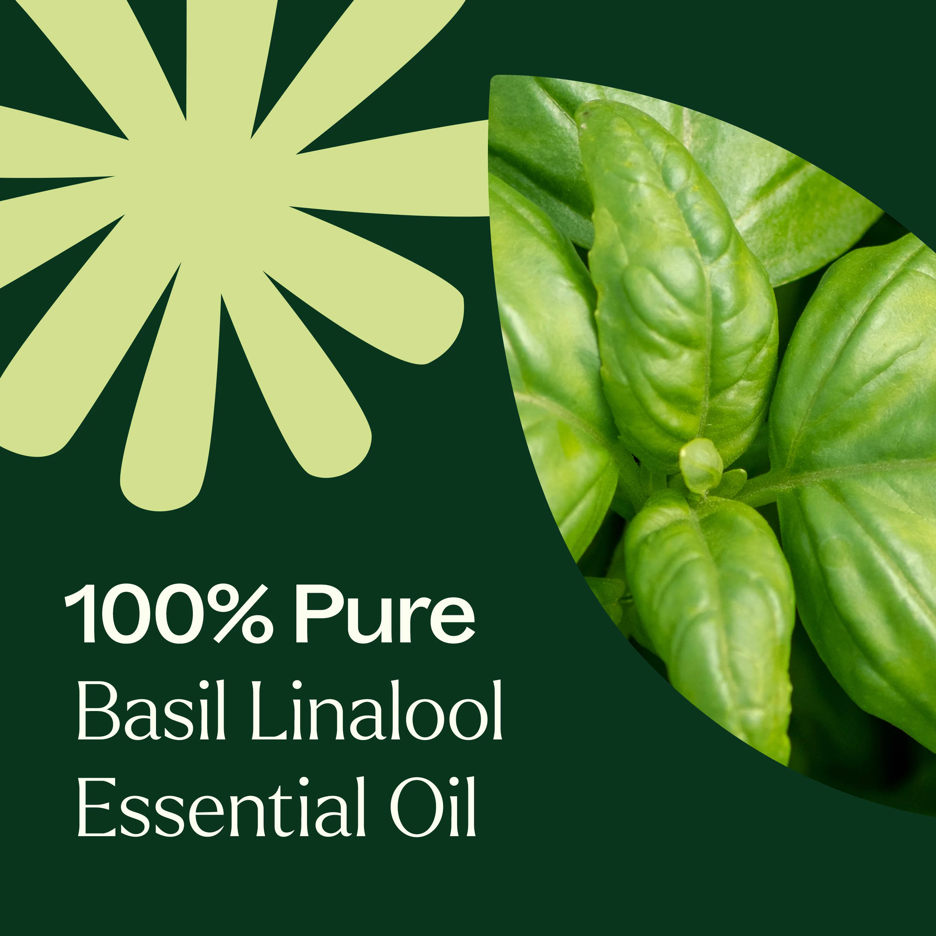 Basil Linalool Essential Oil - Image 7