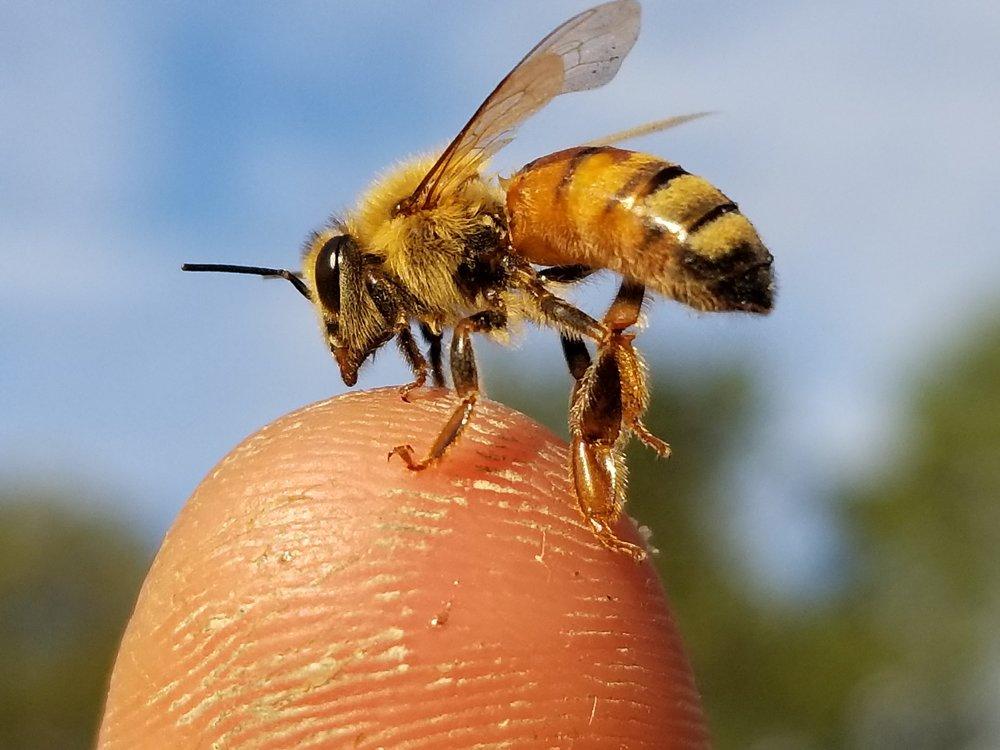 Bee School - One Day Class - Image 3