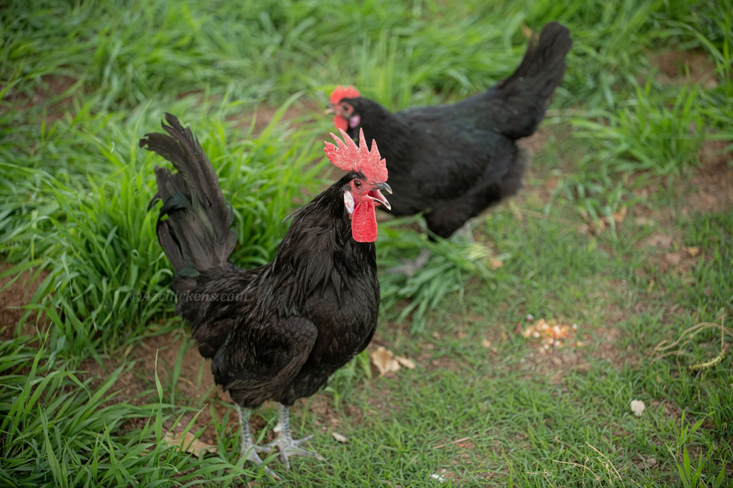 Black American Bresse Chicks - Buy 10 + 5 Bonus Free (Unsexed, Shipping Included) - Image 2