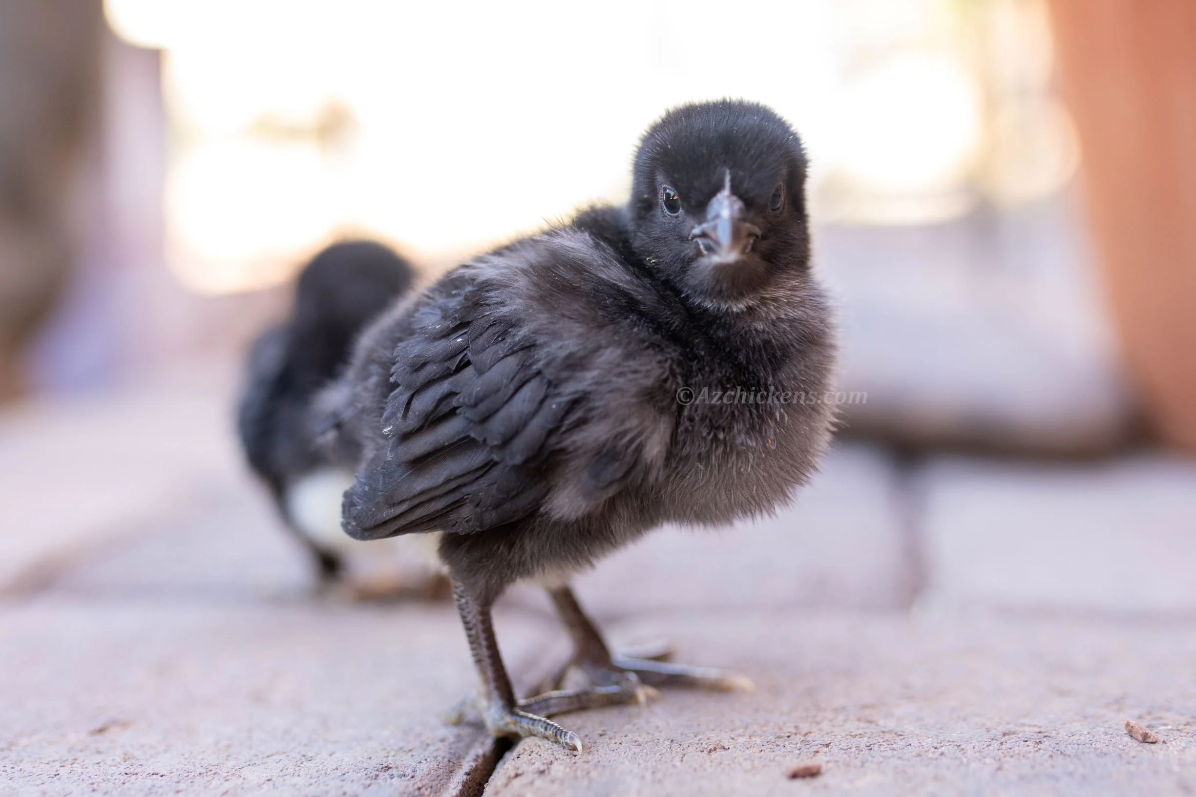 Black American Bresse Chicks - Buy 10 + 5 Bonus Free (Unsexed, Shipping Included) - Image 4