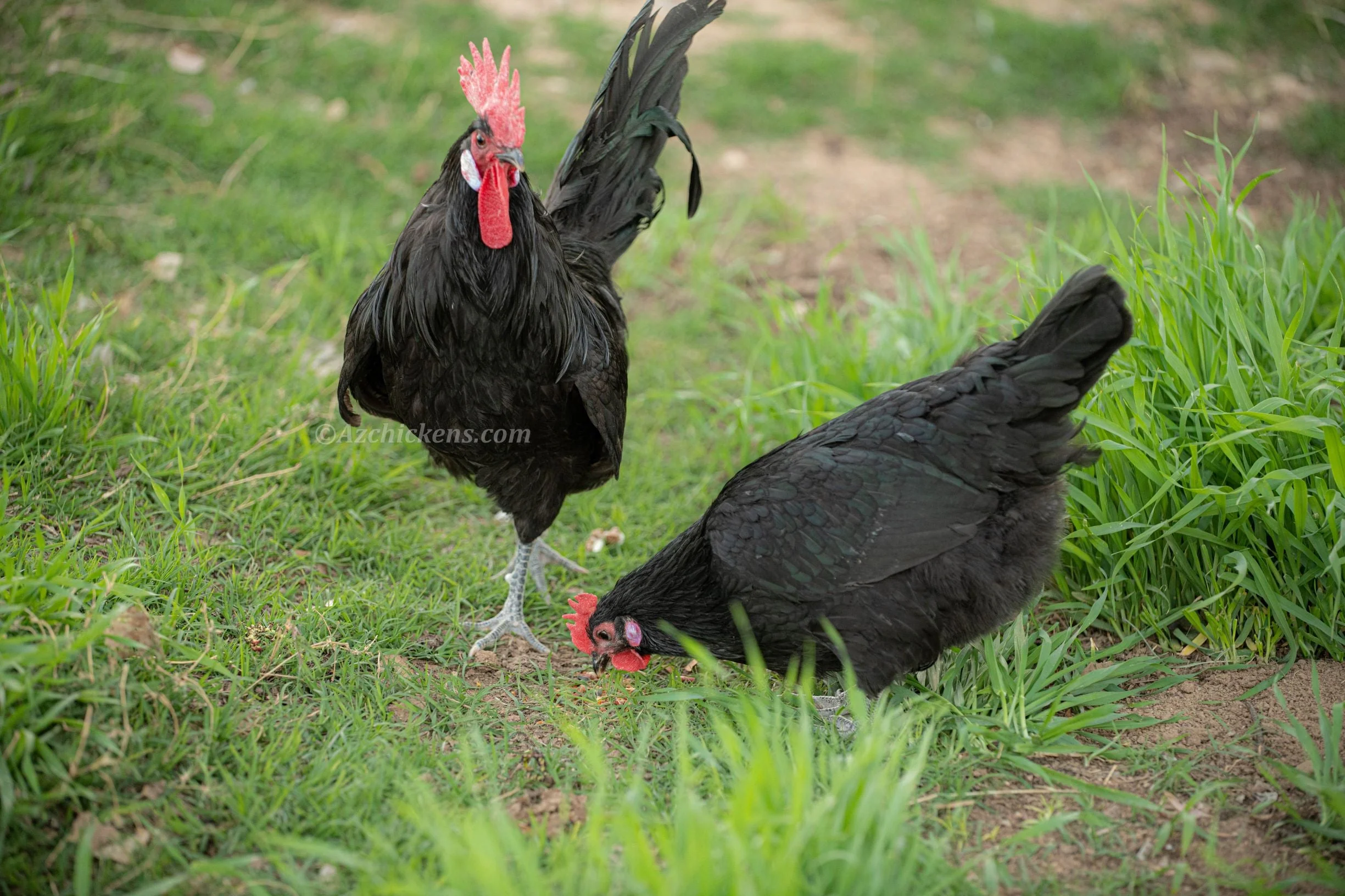 Black American Bresse Chicks - Buy 10 + 5 Bonus Free (Unsexed, Shipping Included) - Image 5