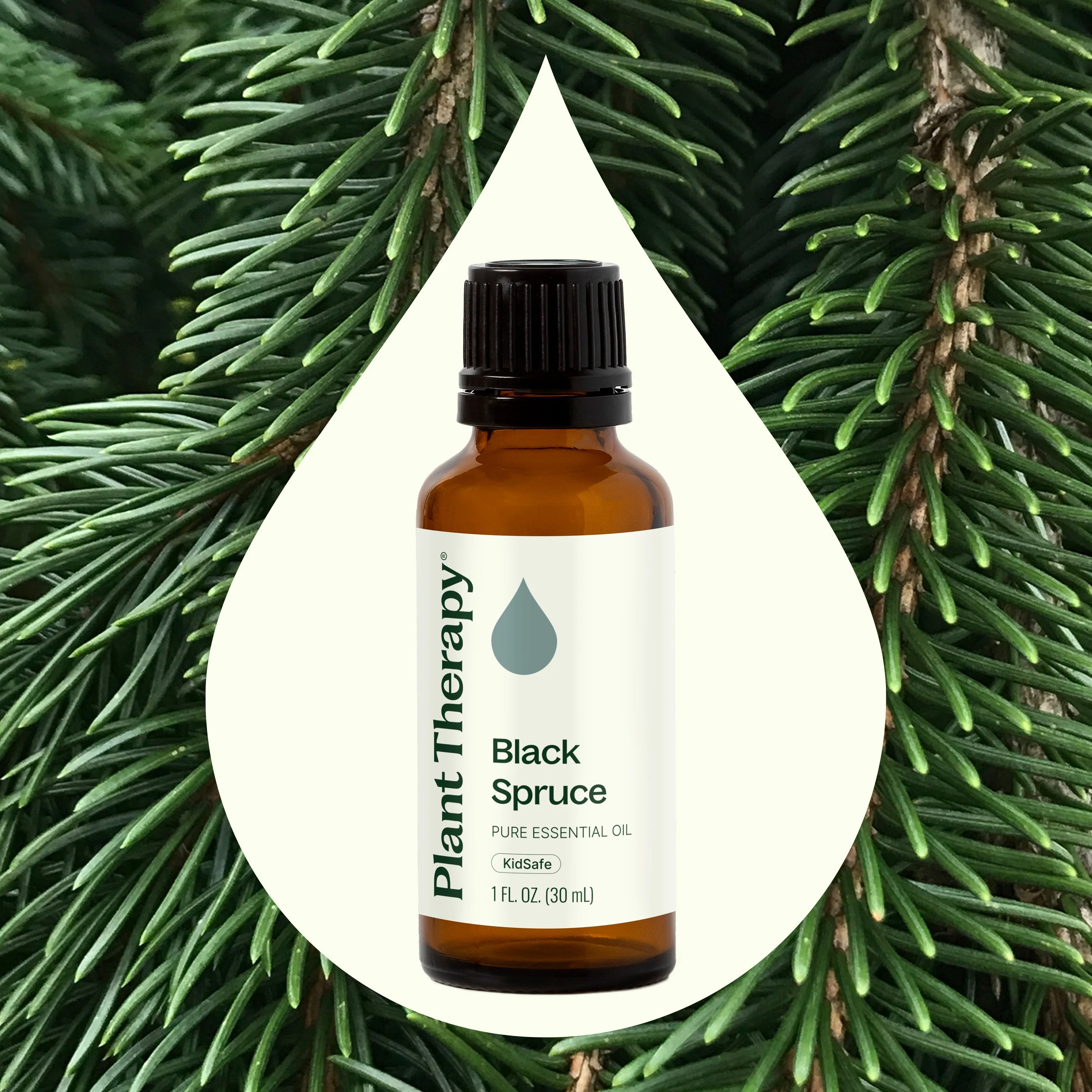 Black Spruce Essential Oil - Image 13