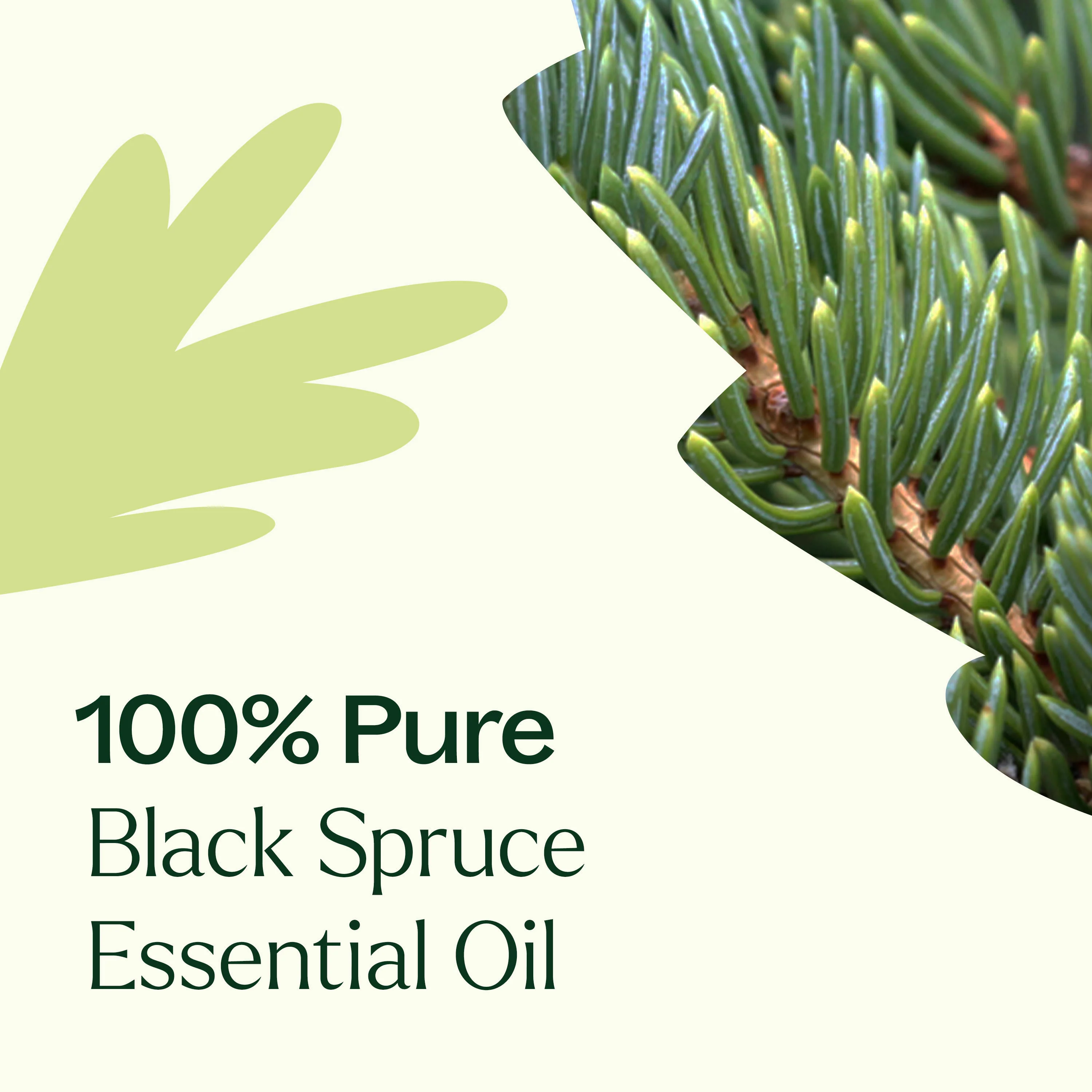 Black Spruce Essential Oil - Image 4
