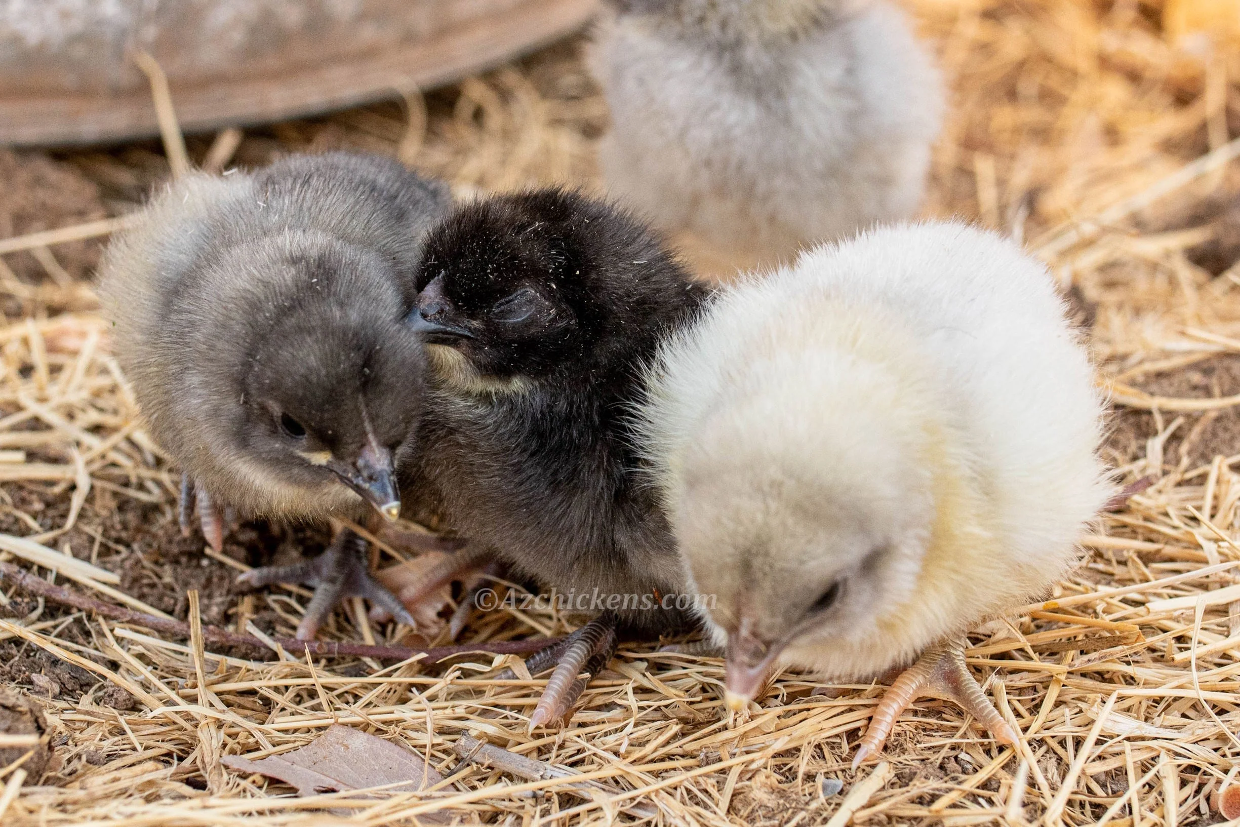 Blue American Bresse Chicks - Buy 10 + 5 Bonus Free (Unsexed, Shipping Included) - Image 3