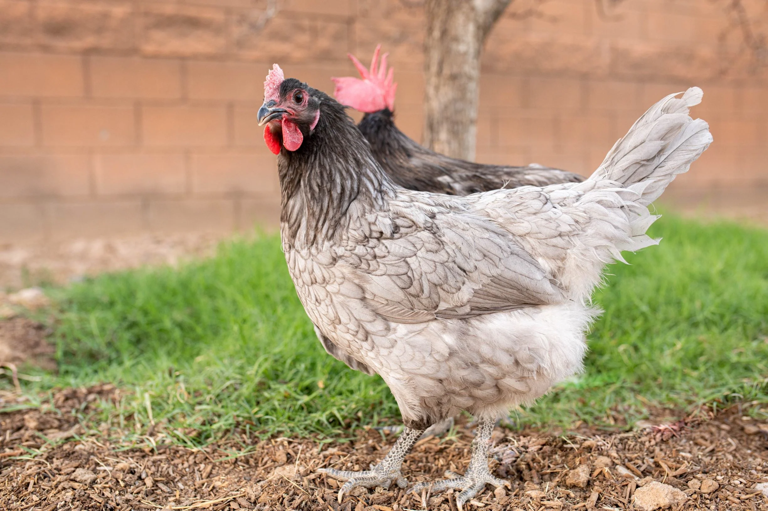 Blue American Bresse Chicks - Buy 10 + 5 Bonus Free (Unsexed, Shipping Included) - Image 4