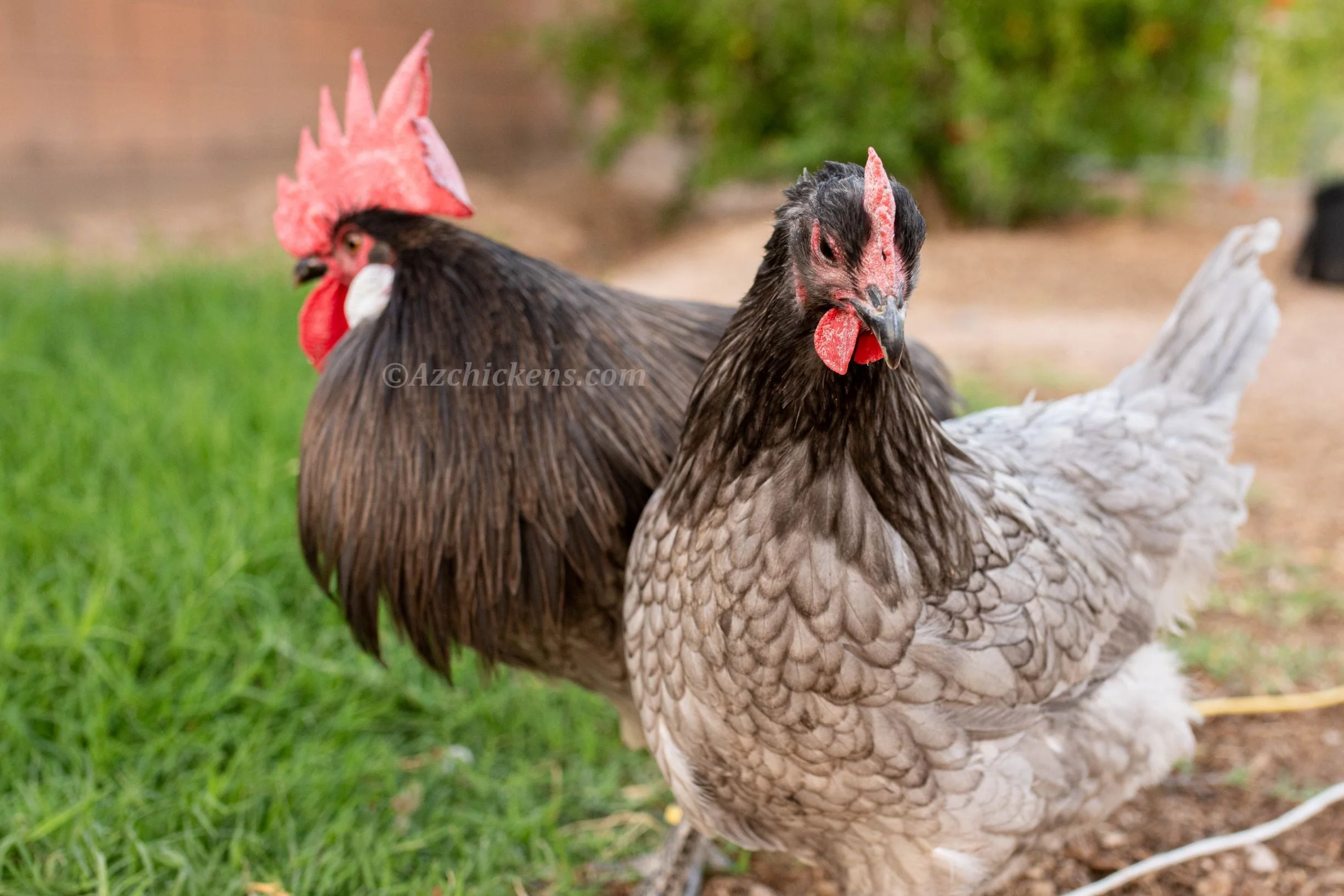 Blue American Bresse Chicks - Buy 10 + 5 Bonus Free (Unsexed, Shipping Included) - Image 5