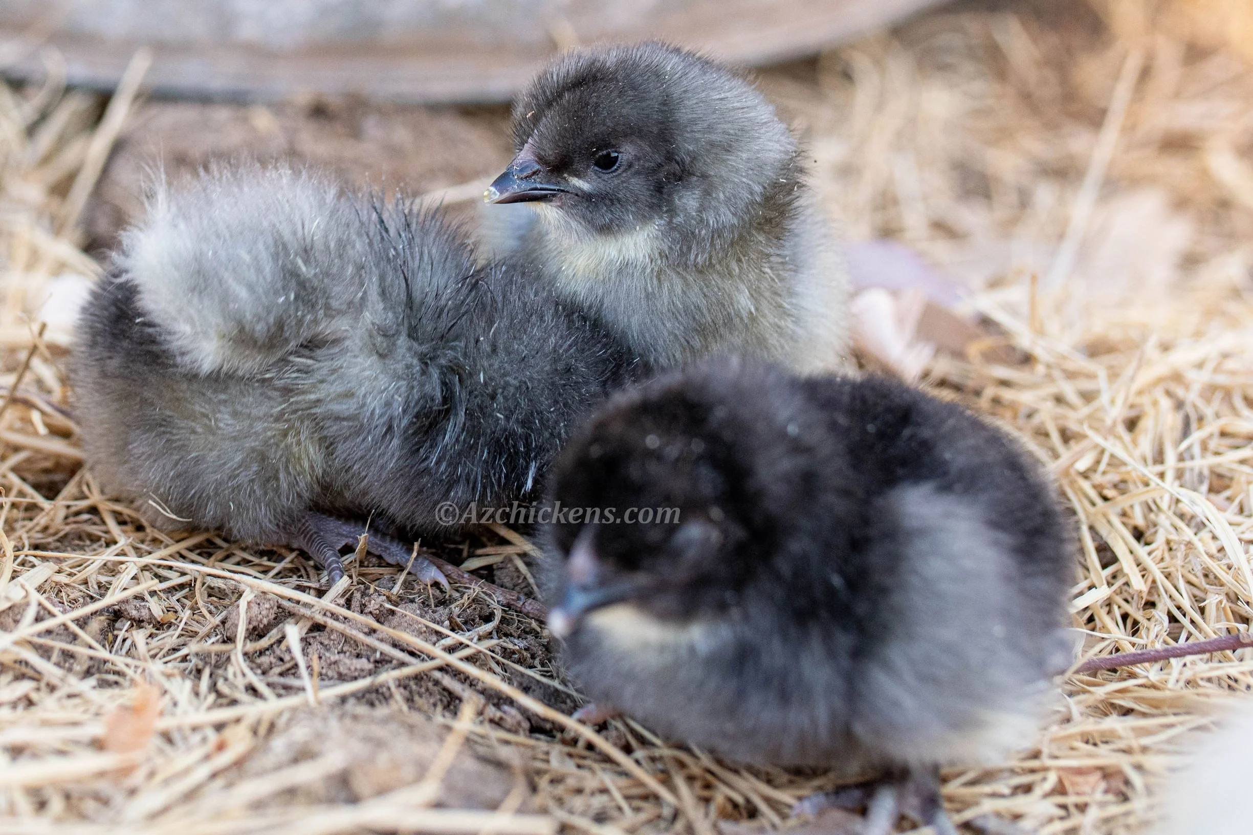 Blue American Bresse Chicks - Buy 10 + 5 Bonus Free (Unsexed, Shipping Included) - Image 7