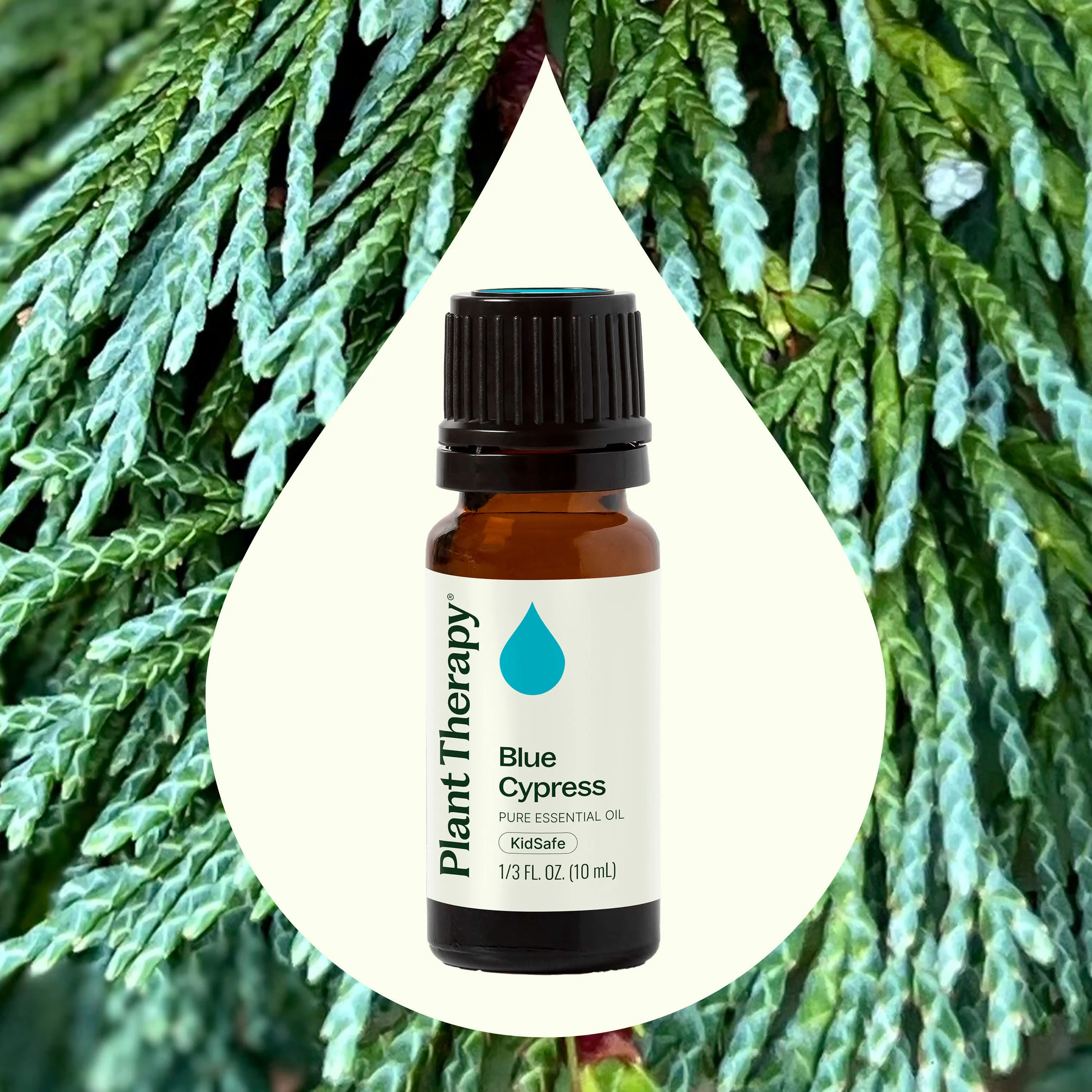 Blue Cypress Essential Oil - Image 2