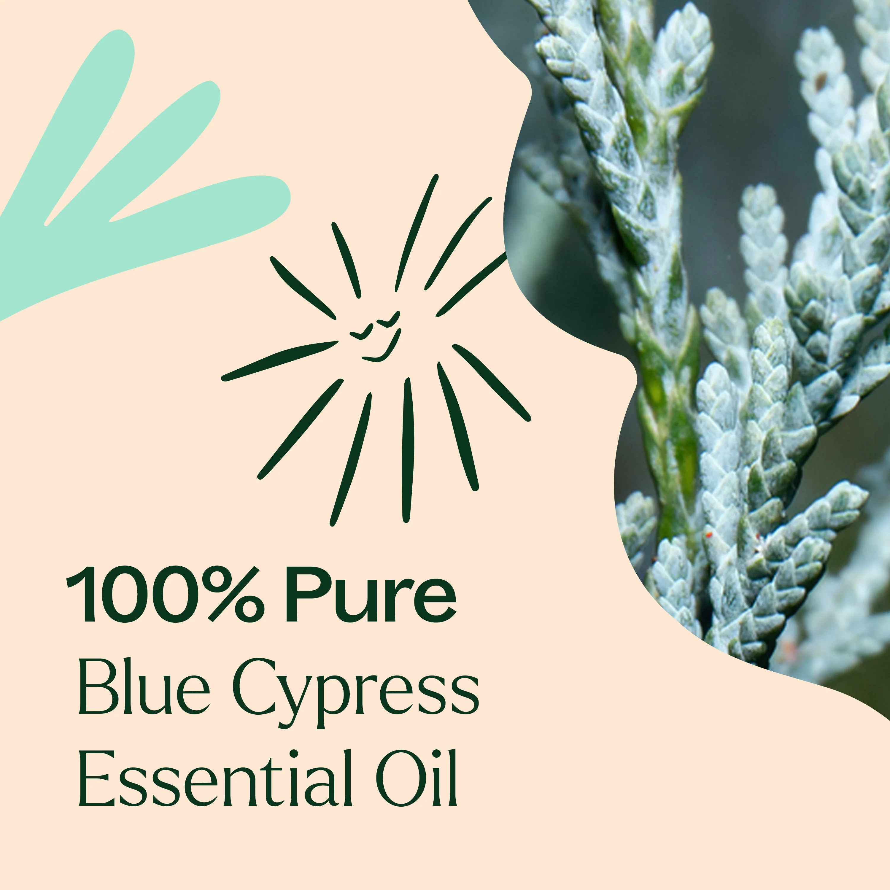 Blue Cypress Essential Oil - Image 5