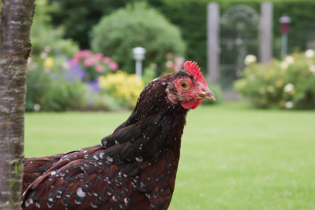 Blue Egg, Blue Laced & Speckled Trio – Buy 6 + 6 Bonus Free (12 Female Chicks, Shipping Included) - Image 12