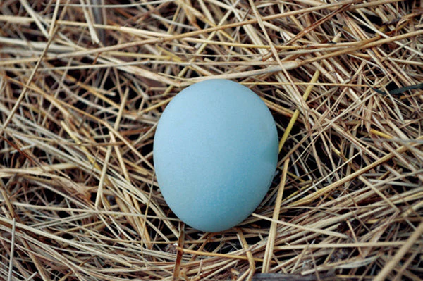 Blue Egg, Blue Laced & Speckled Trio – Buy 6 + 6 Bonus Free (12 Female Chicks, Shipping Included) - Image 4