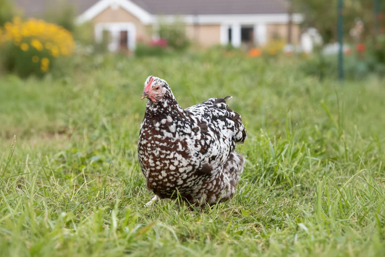 Blue Egg, Blue Laced & Speckled Trio – Buy 6 + 6 Bonus Free (12 Female Chicks, Shipping Included) - Image 5