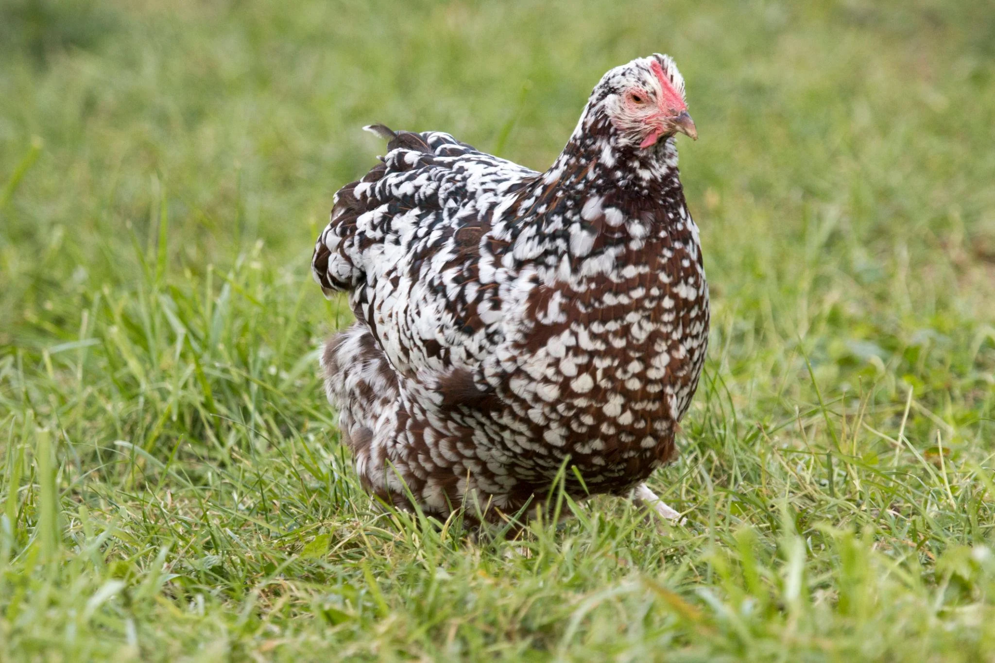 Blue Egg, Blue Laced & Speckled Trio – Buy 6 + 6 Bonus Free (12 Female Chicks, Shipping Included) - Image 6